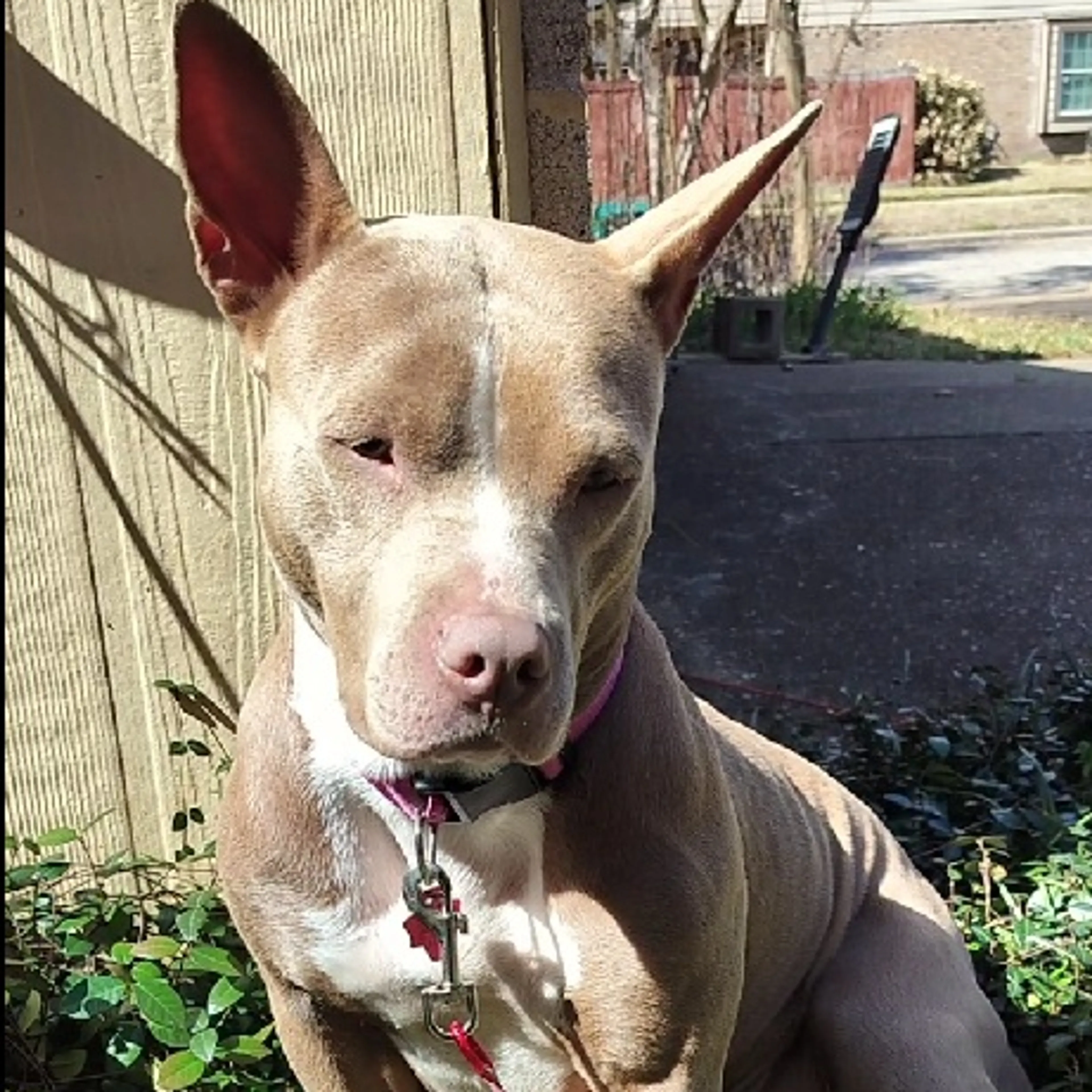 Found pet-1
