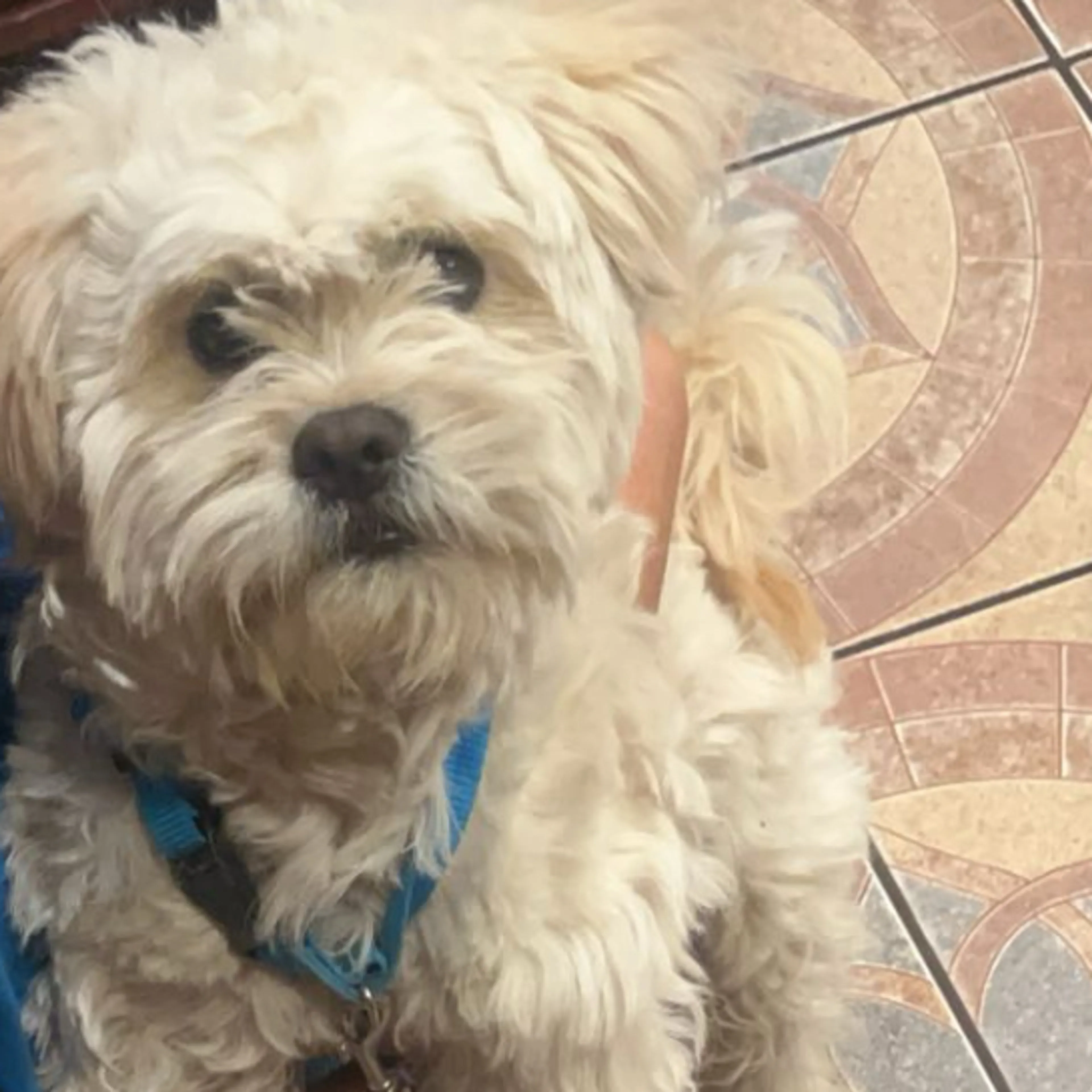 Lost pet-3