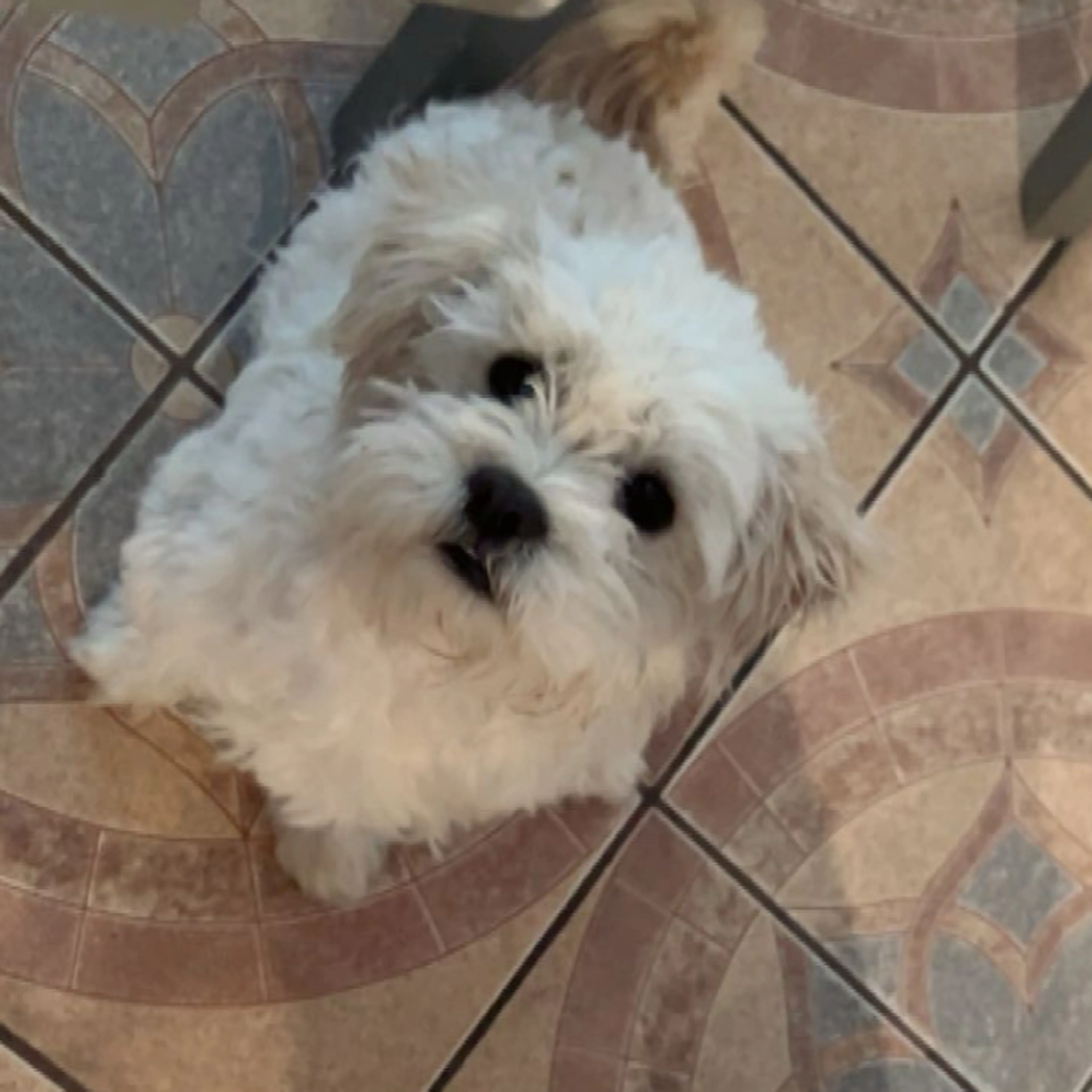 Lost pet-2
