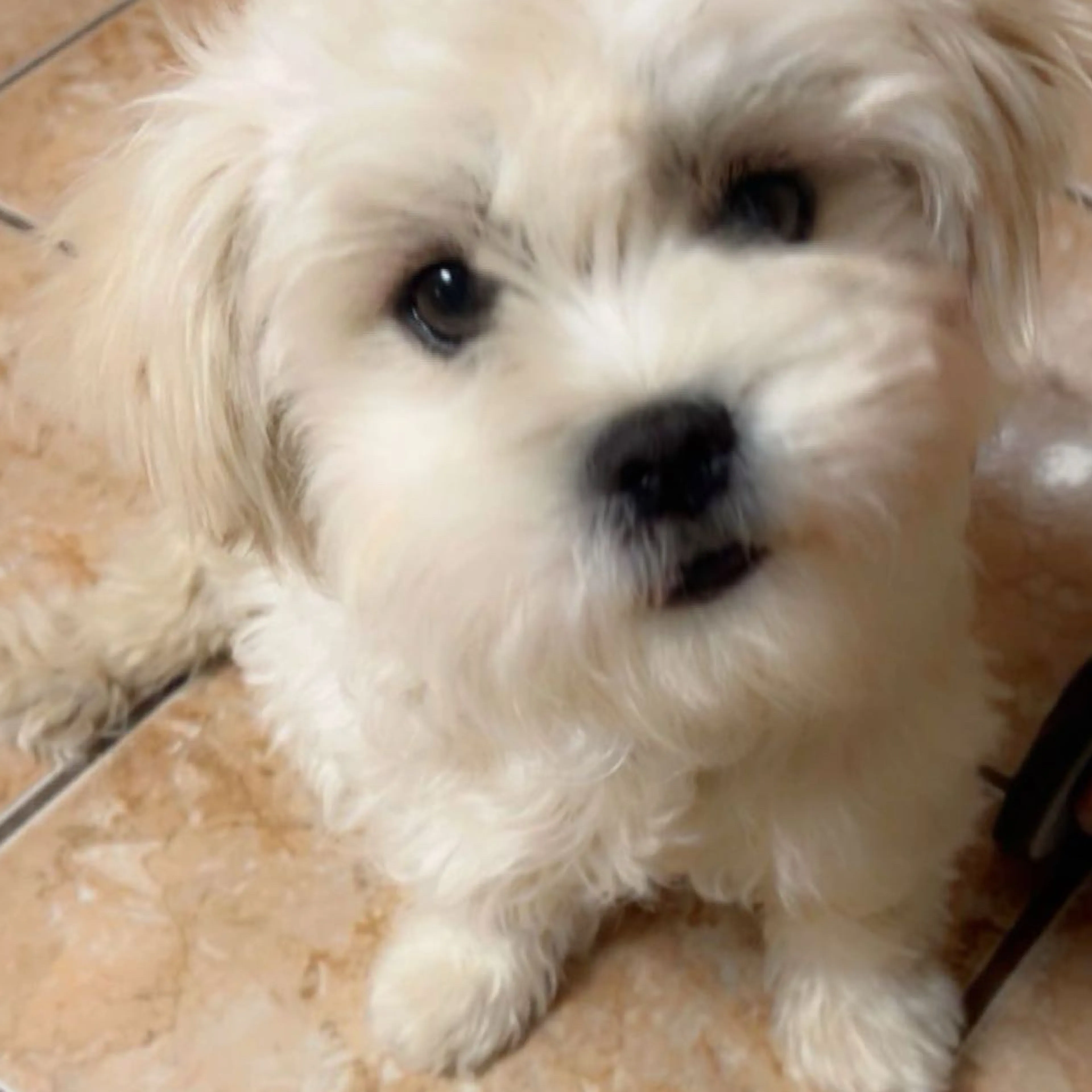 Lost pet-1