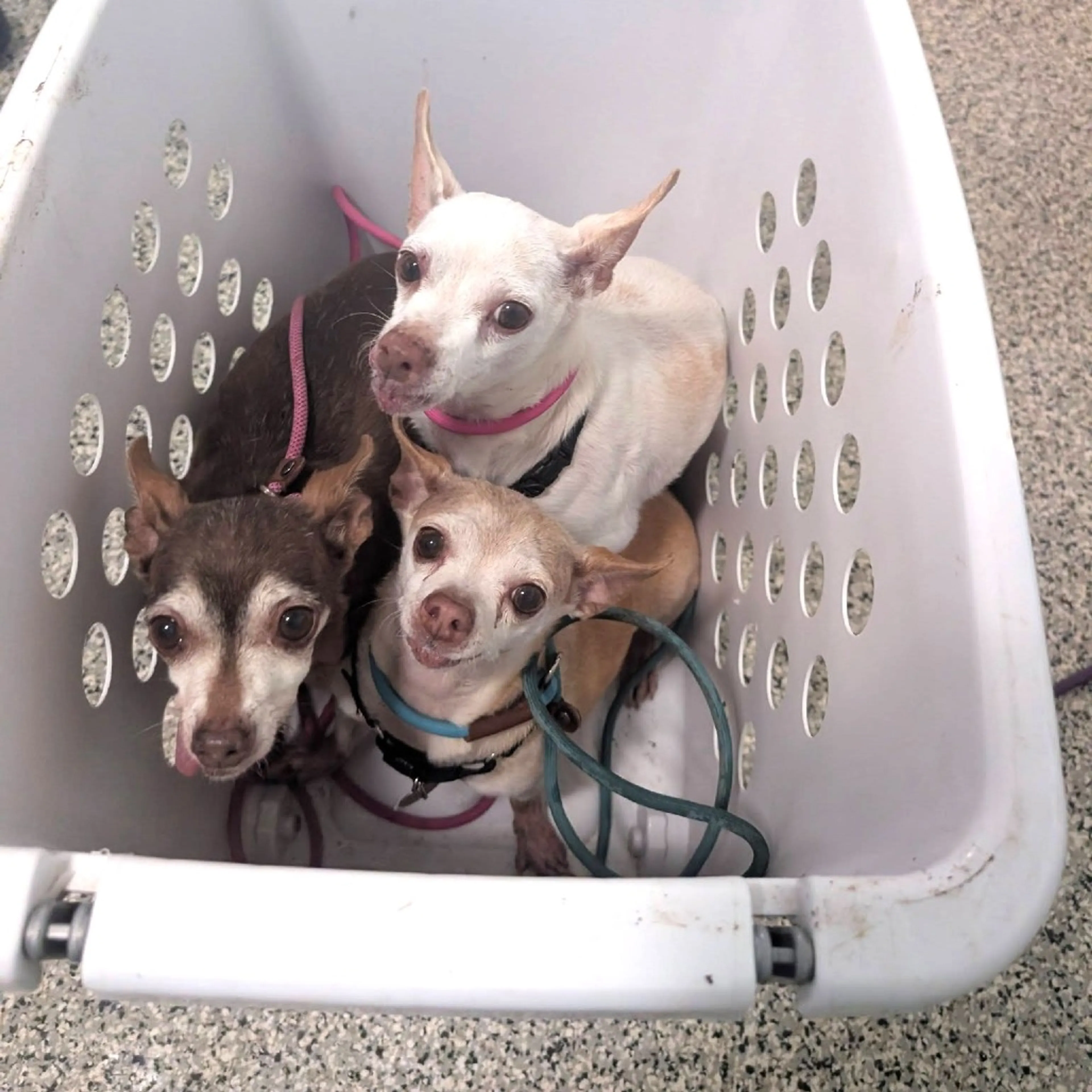Found pet-5