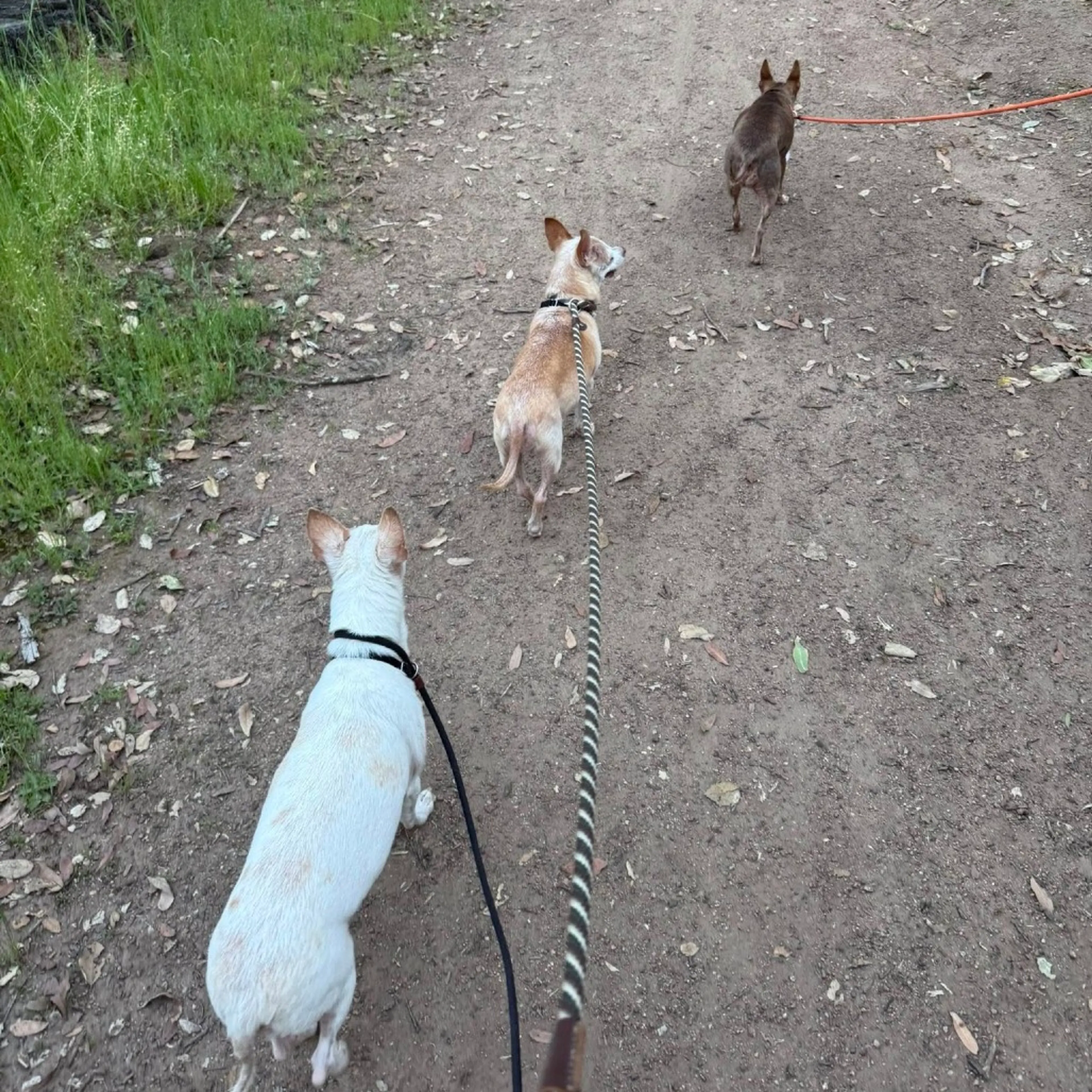 Found pet-3