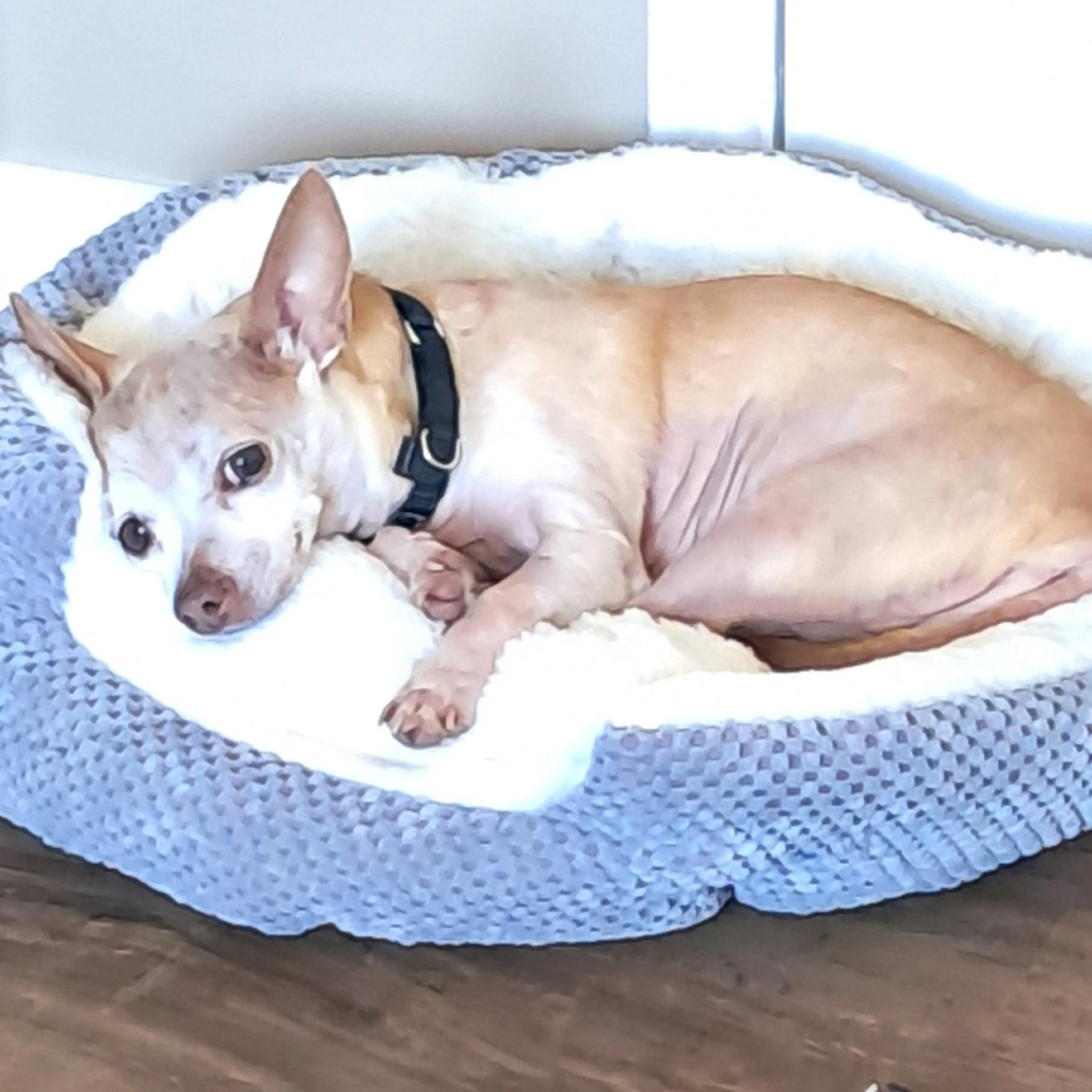 Found pet-6