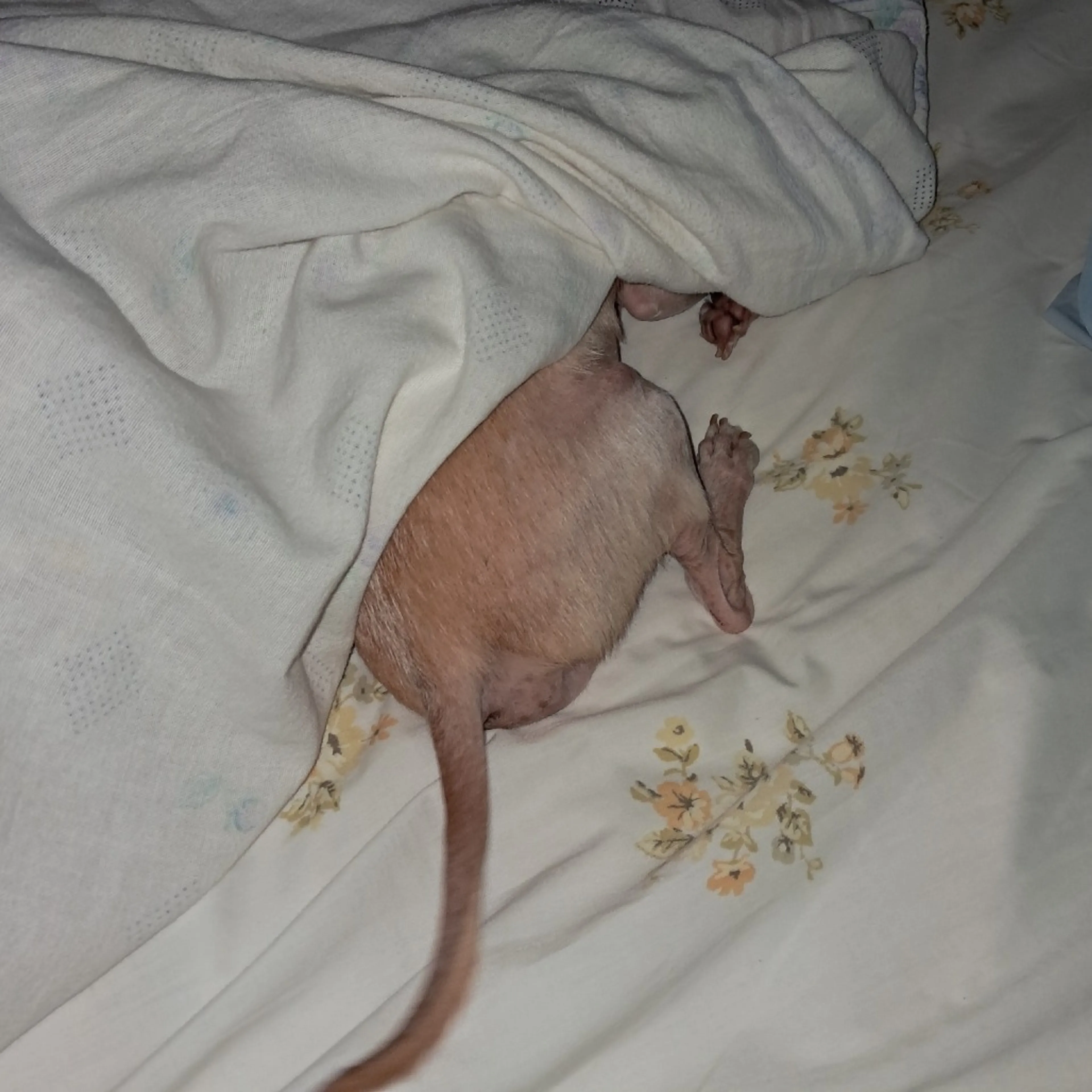 Found pet-9