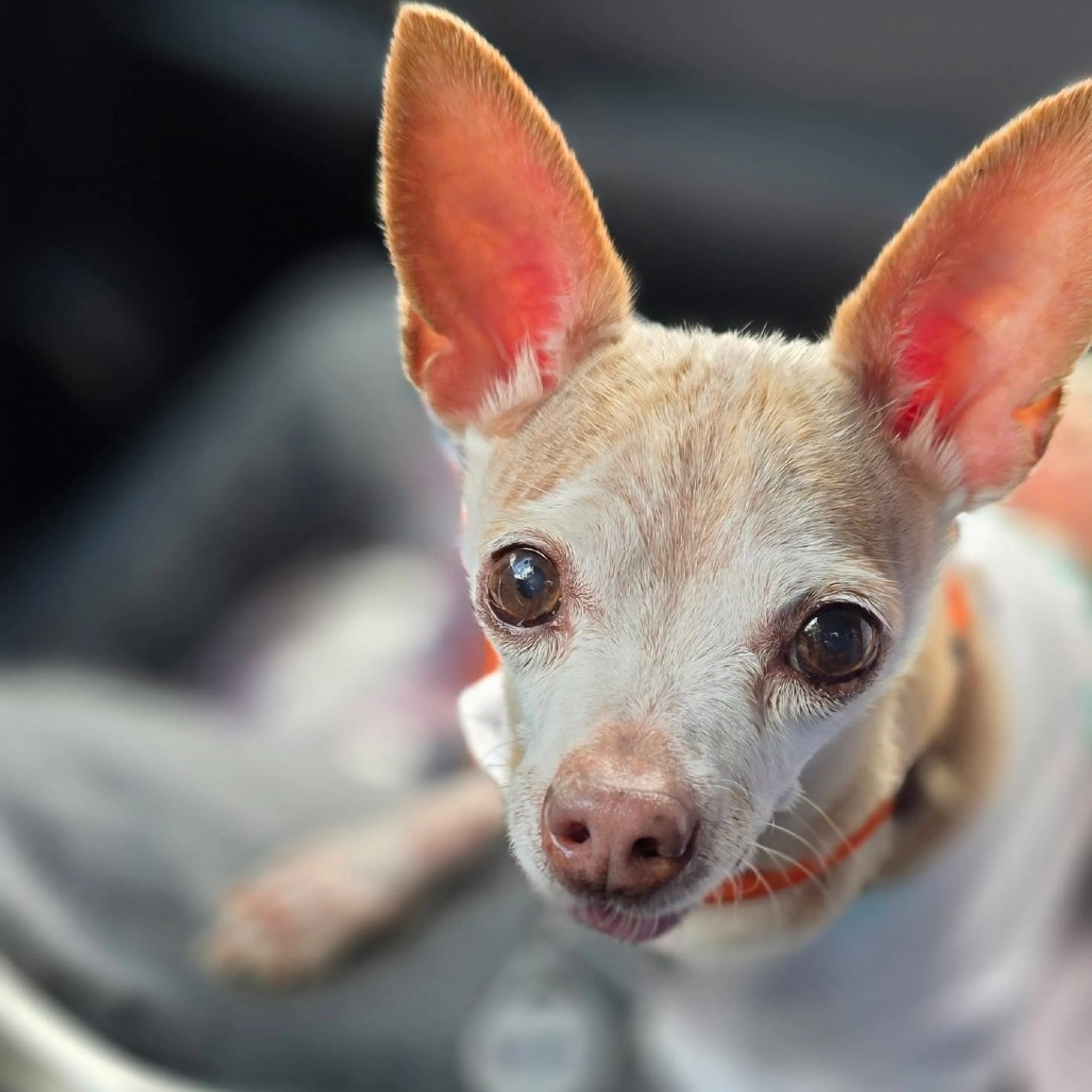 Found pet-2