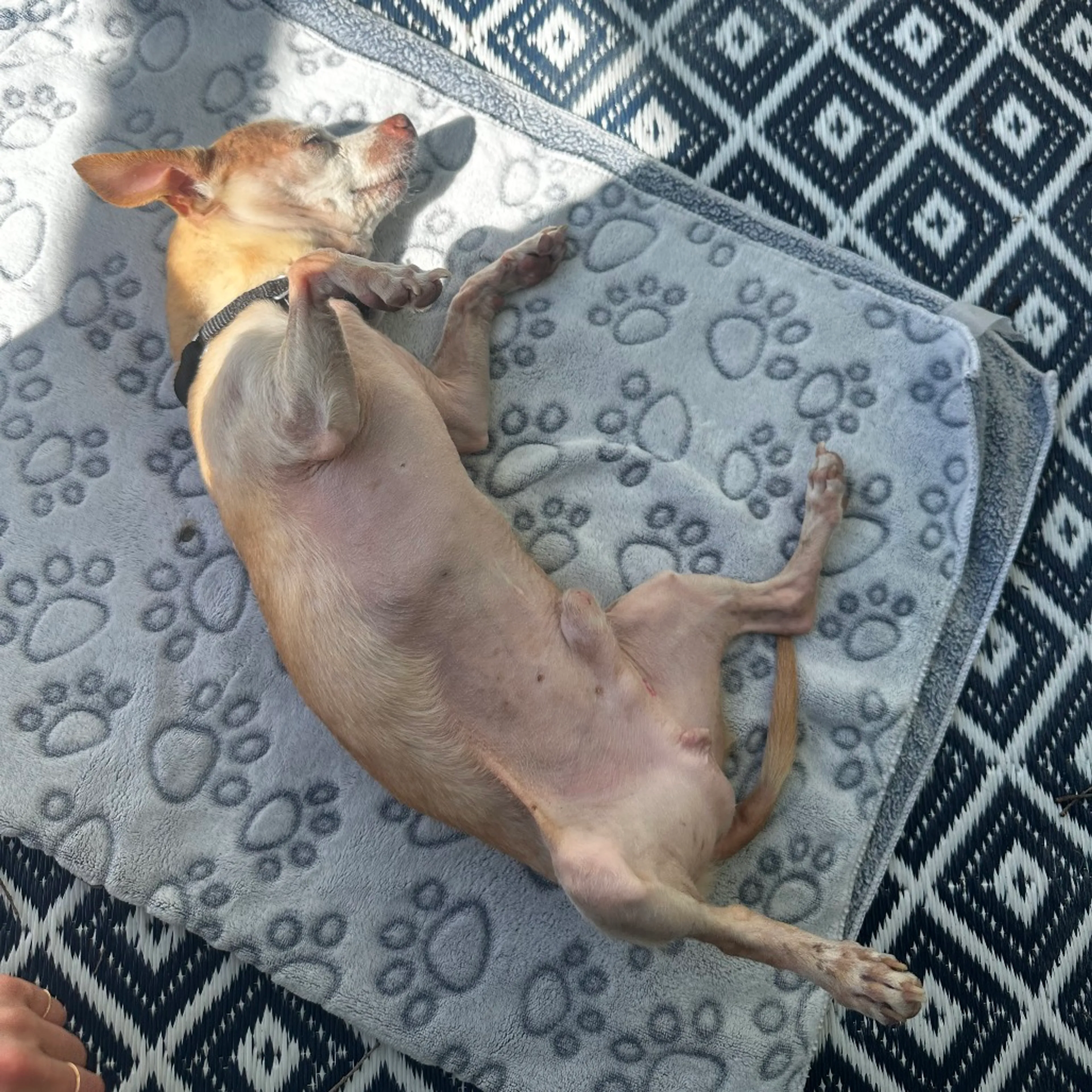 Found pet-11