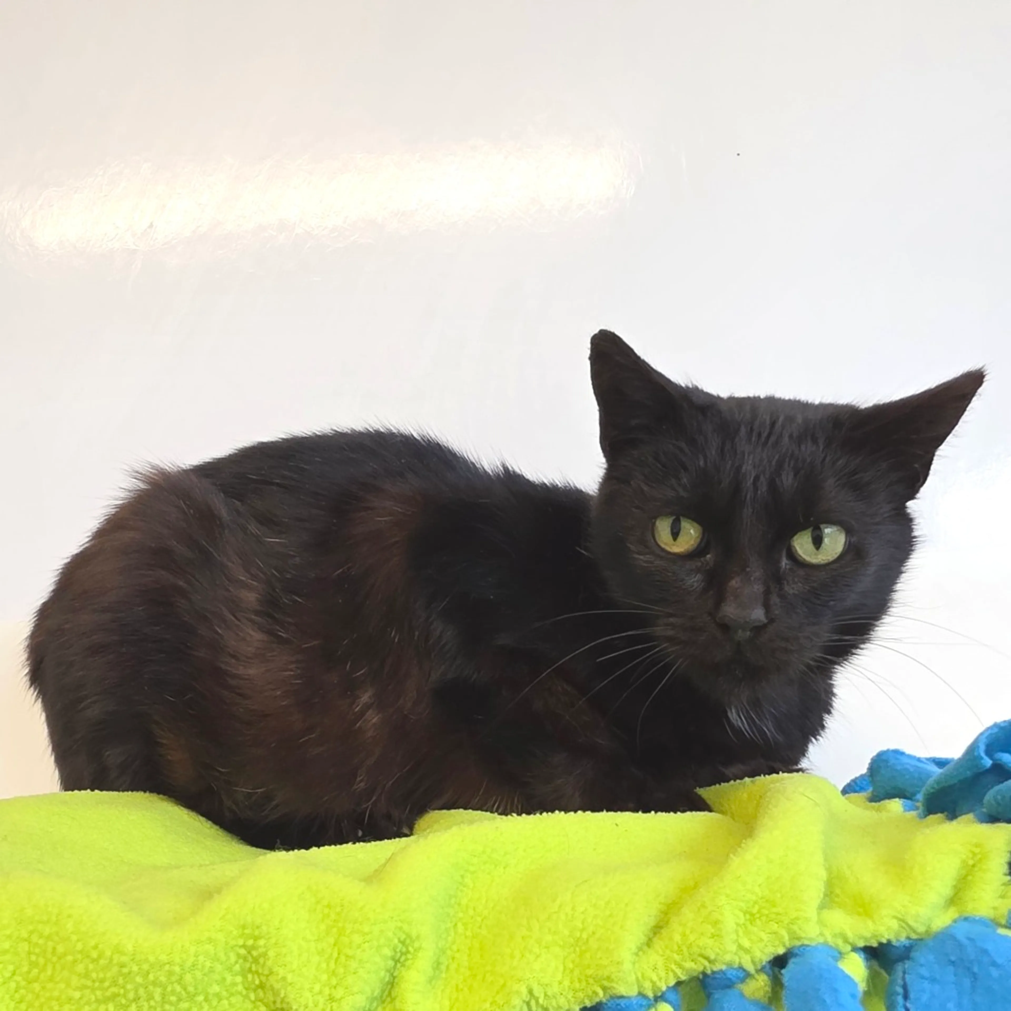 Found pet-3