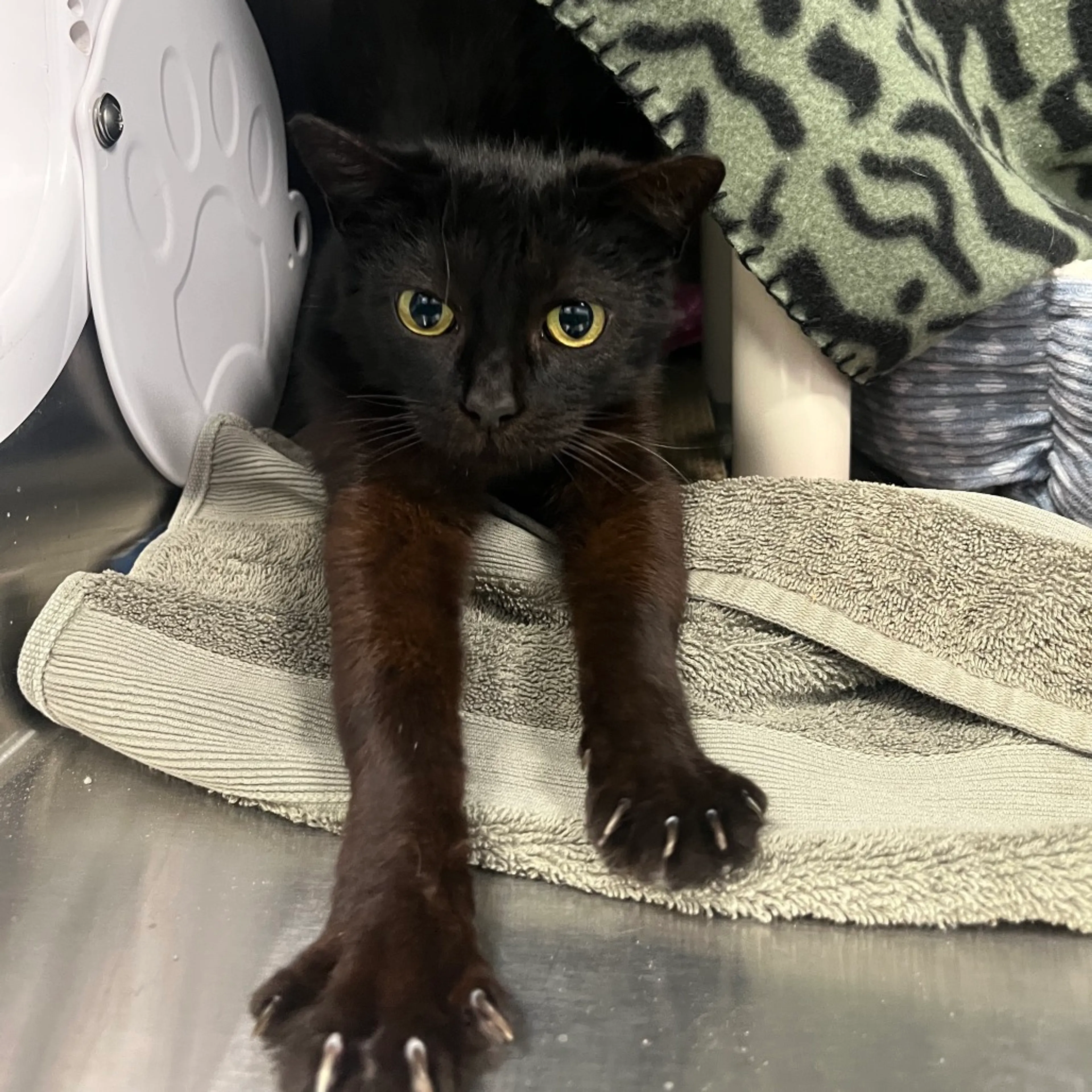 Found pet-0