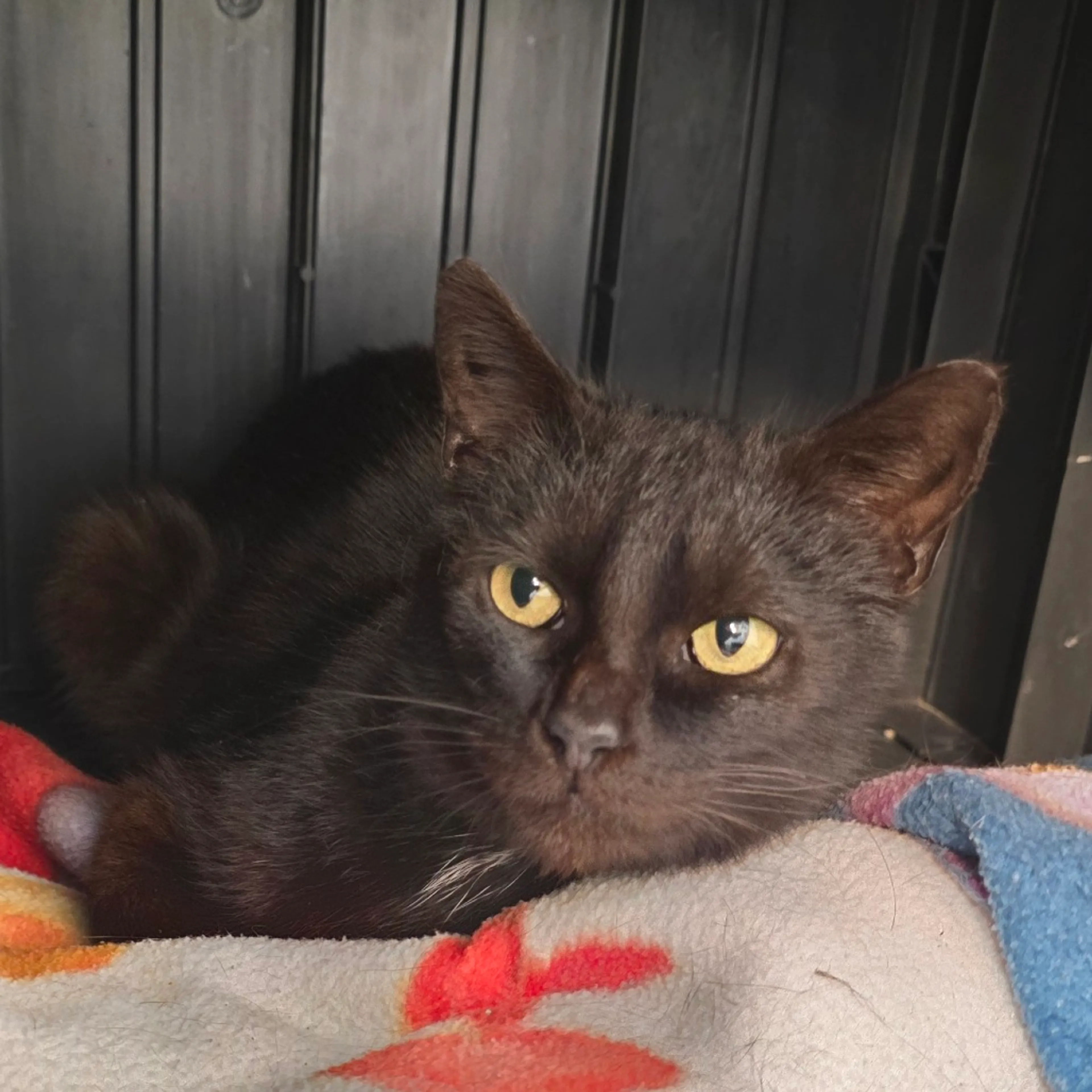 Found pet-4