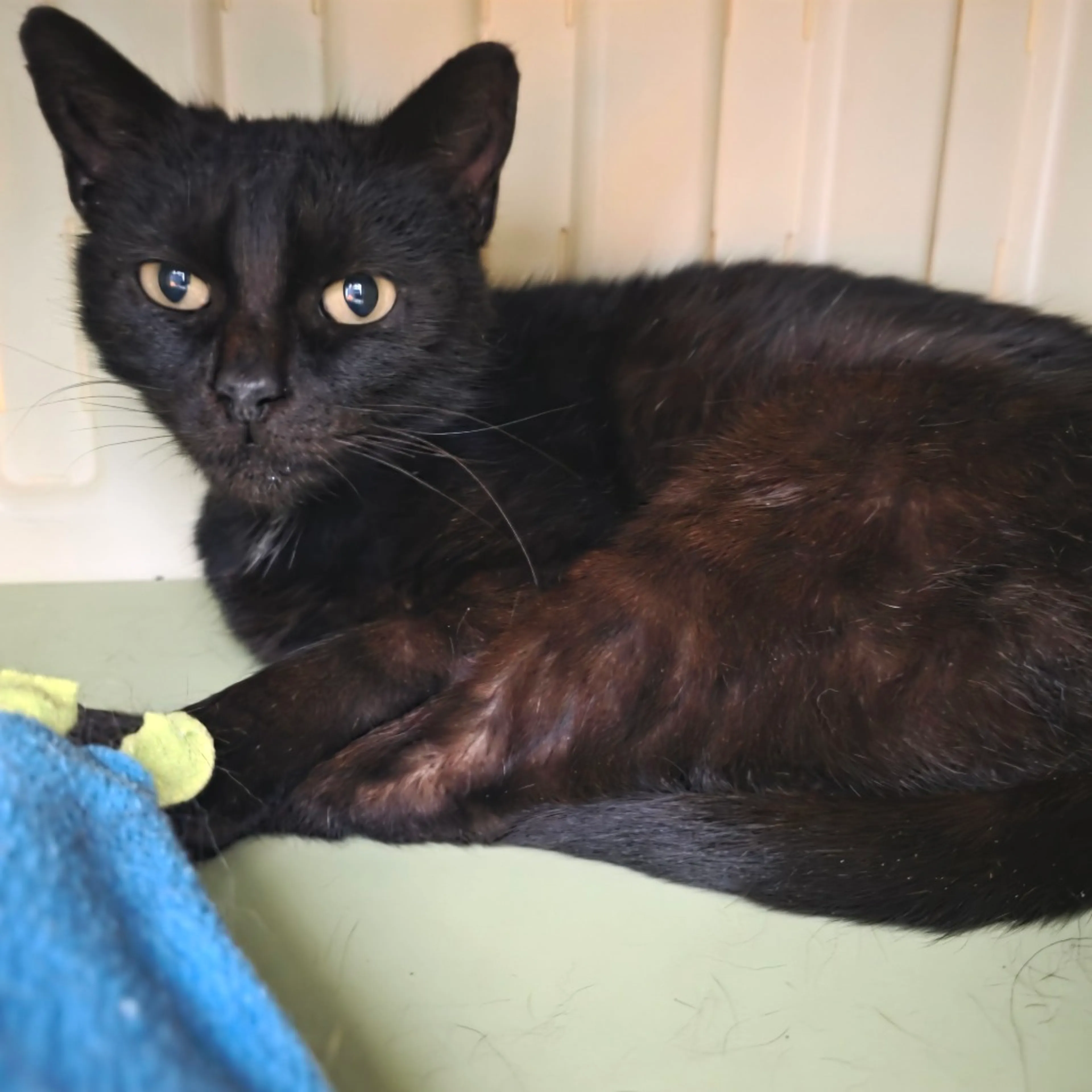 Found pet-5