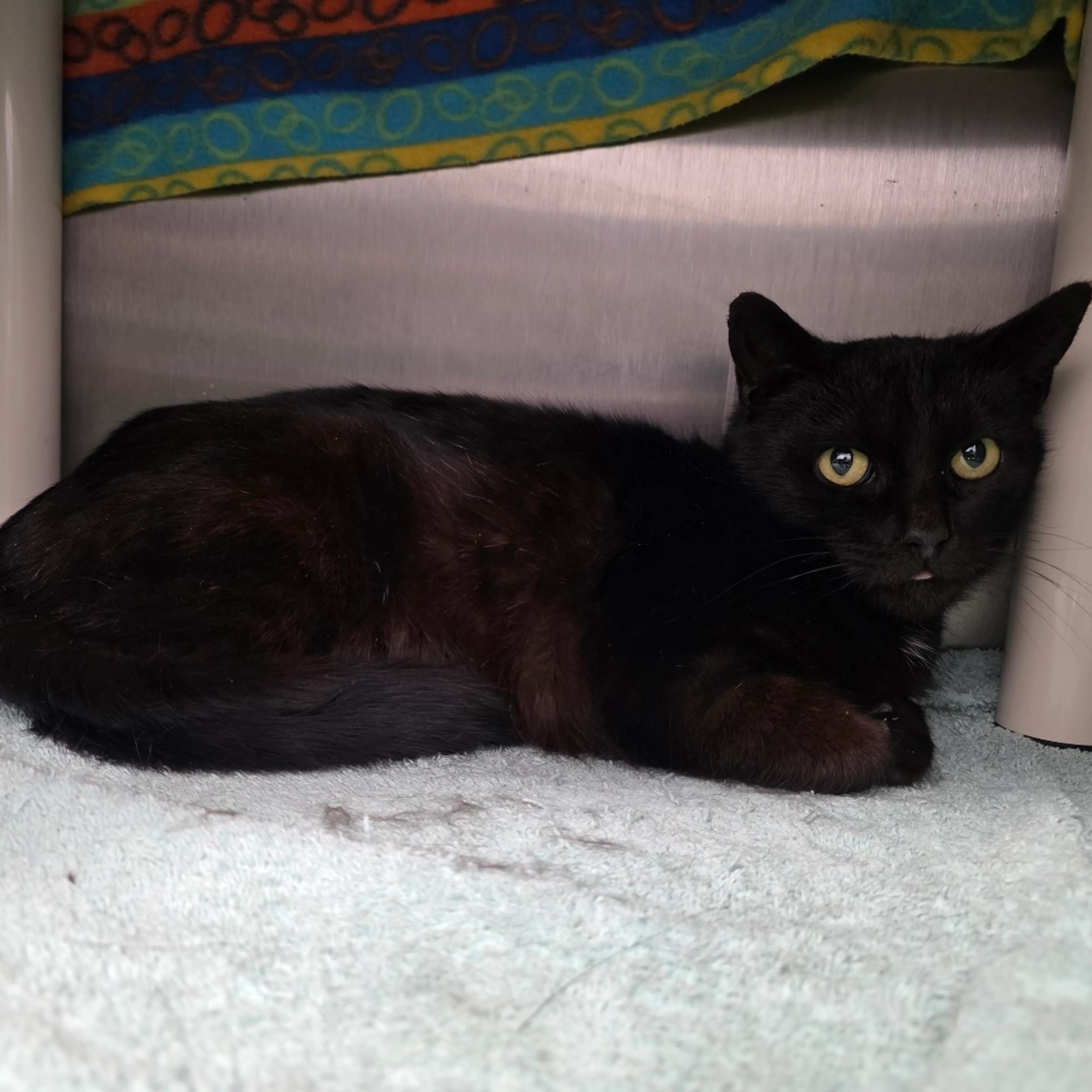 Found pet-1