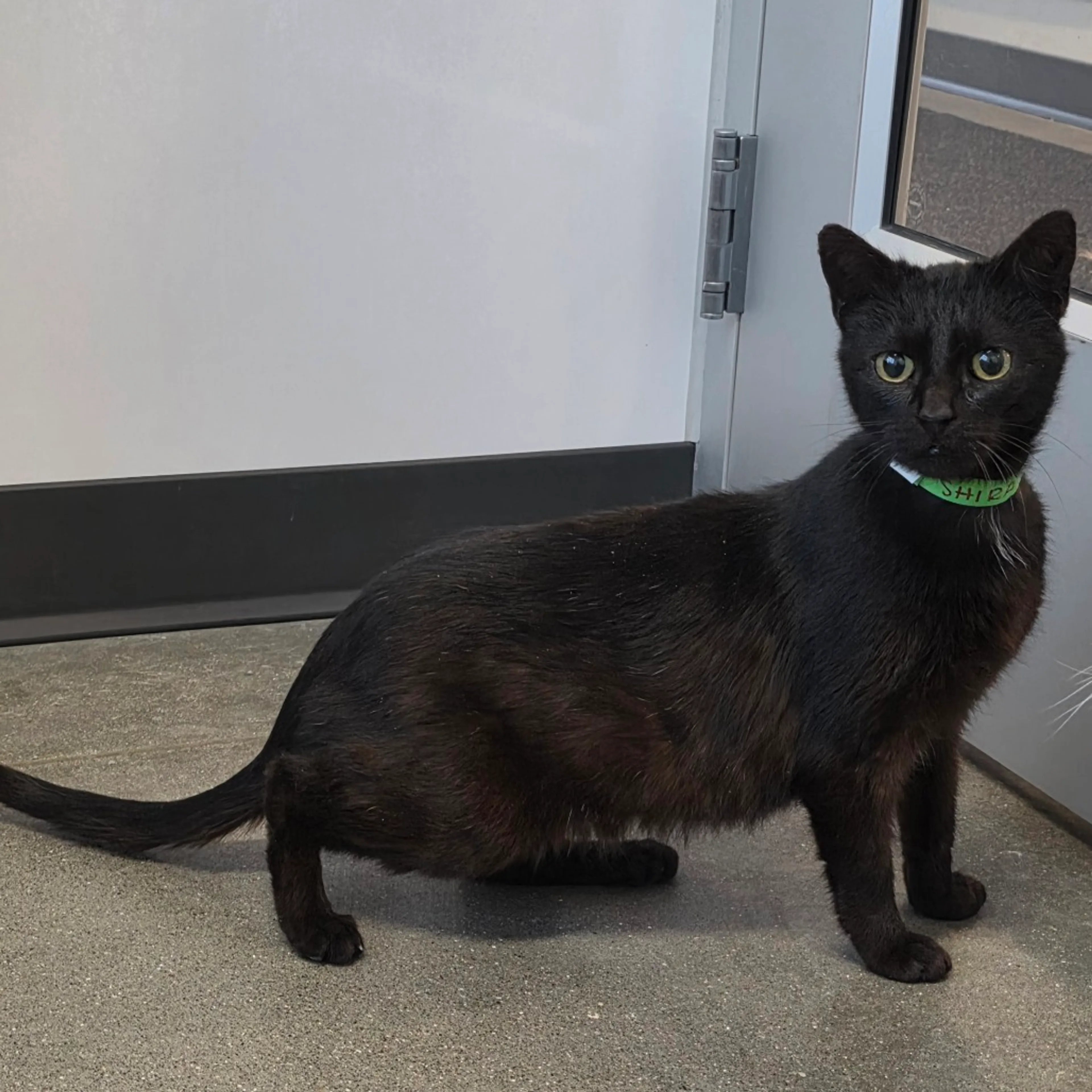 Found pet-2
