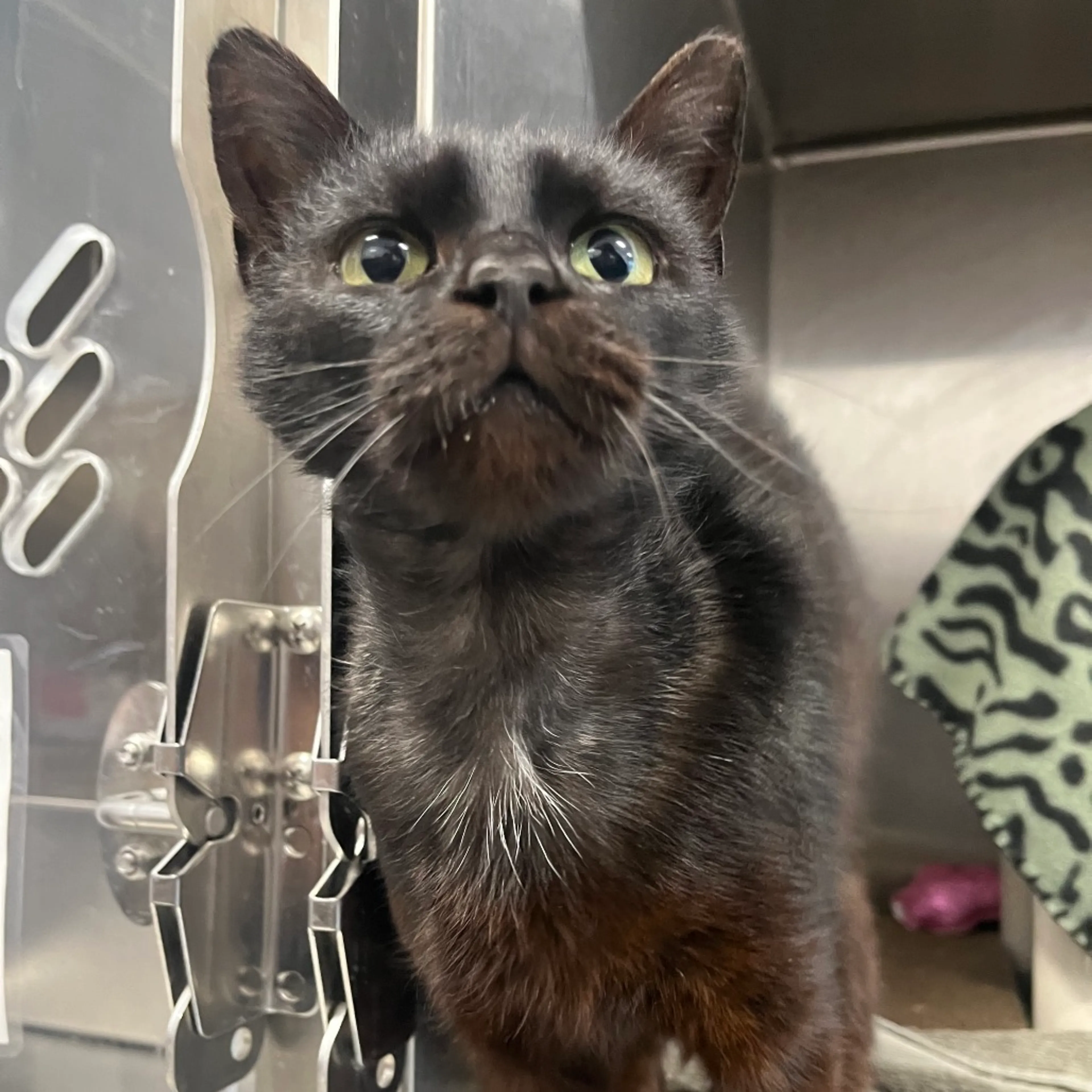Found pet-7
