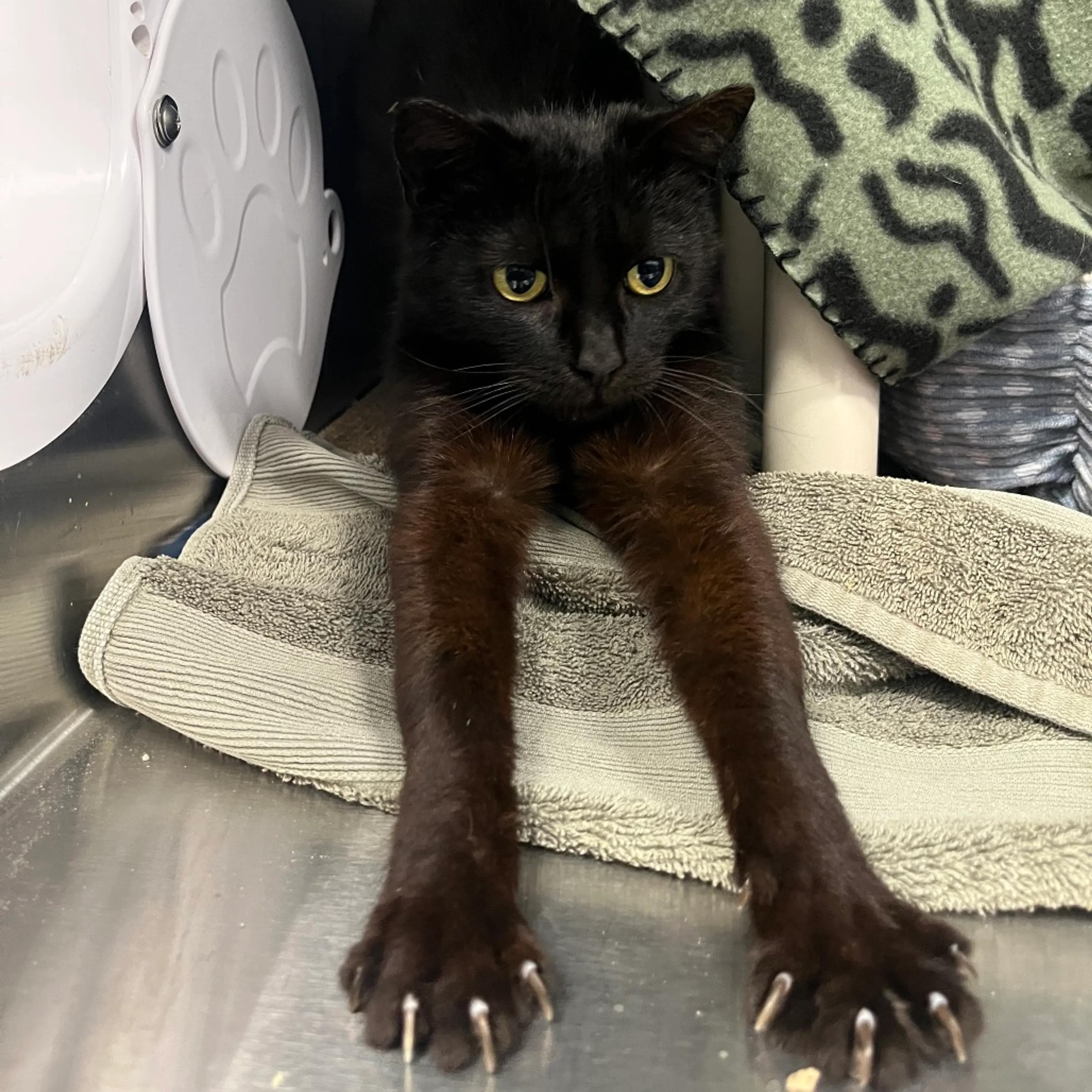Found pet-6