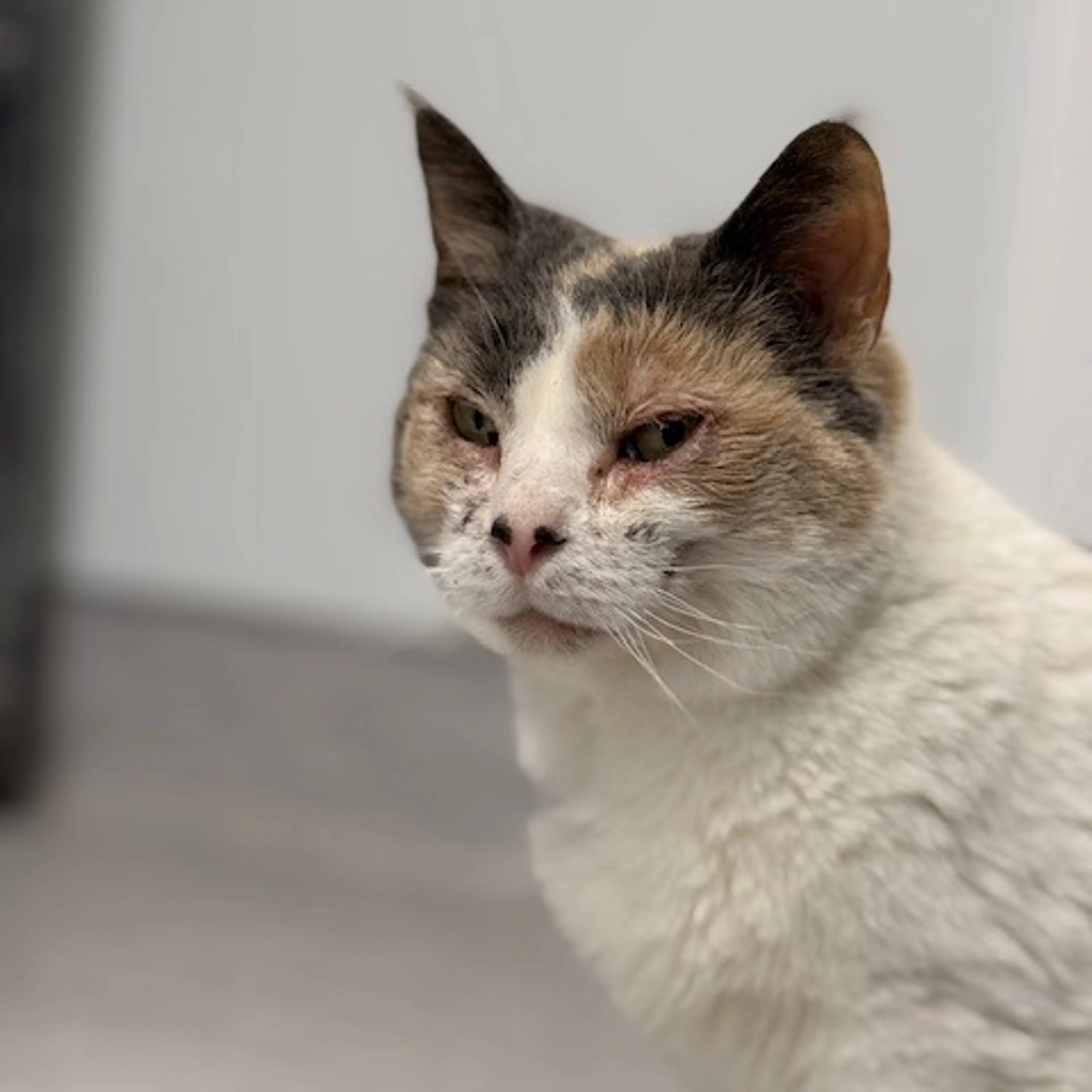 Found pet-2