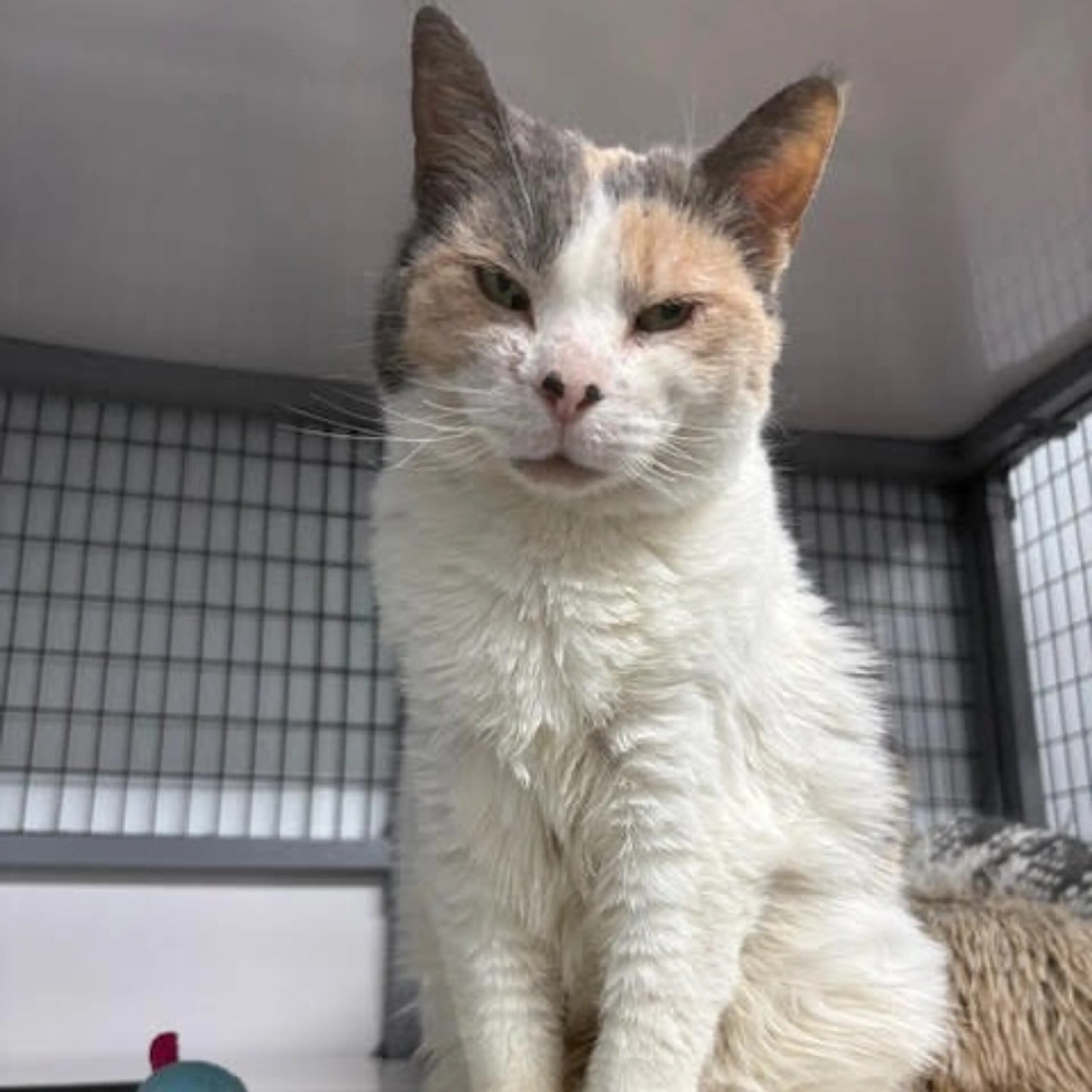 Found pet-1