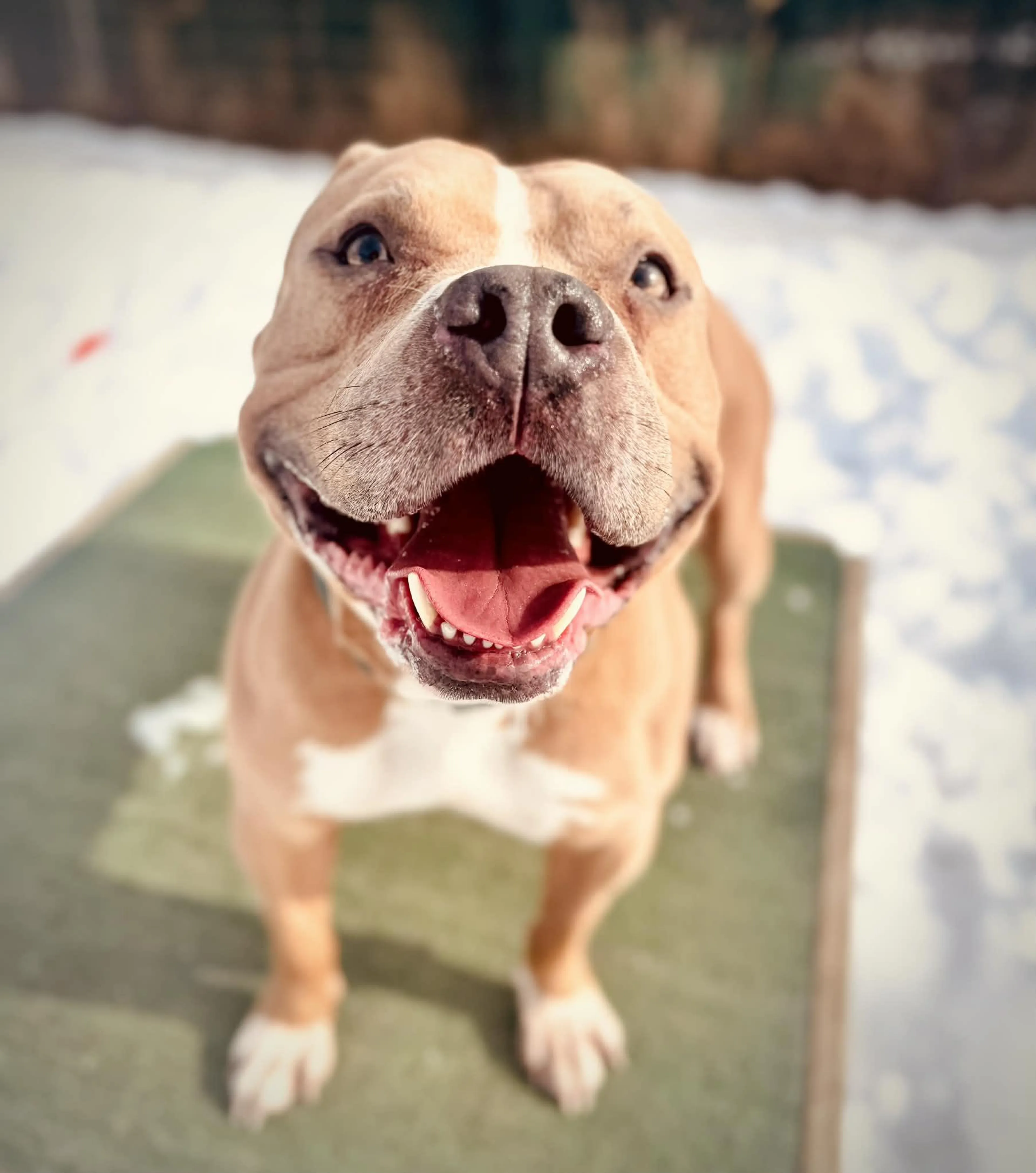 Found pet-1