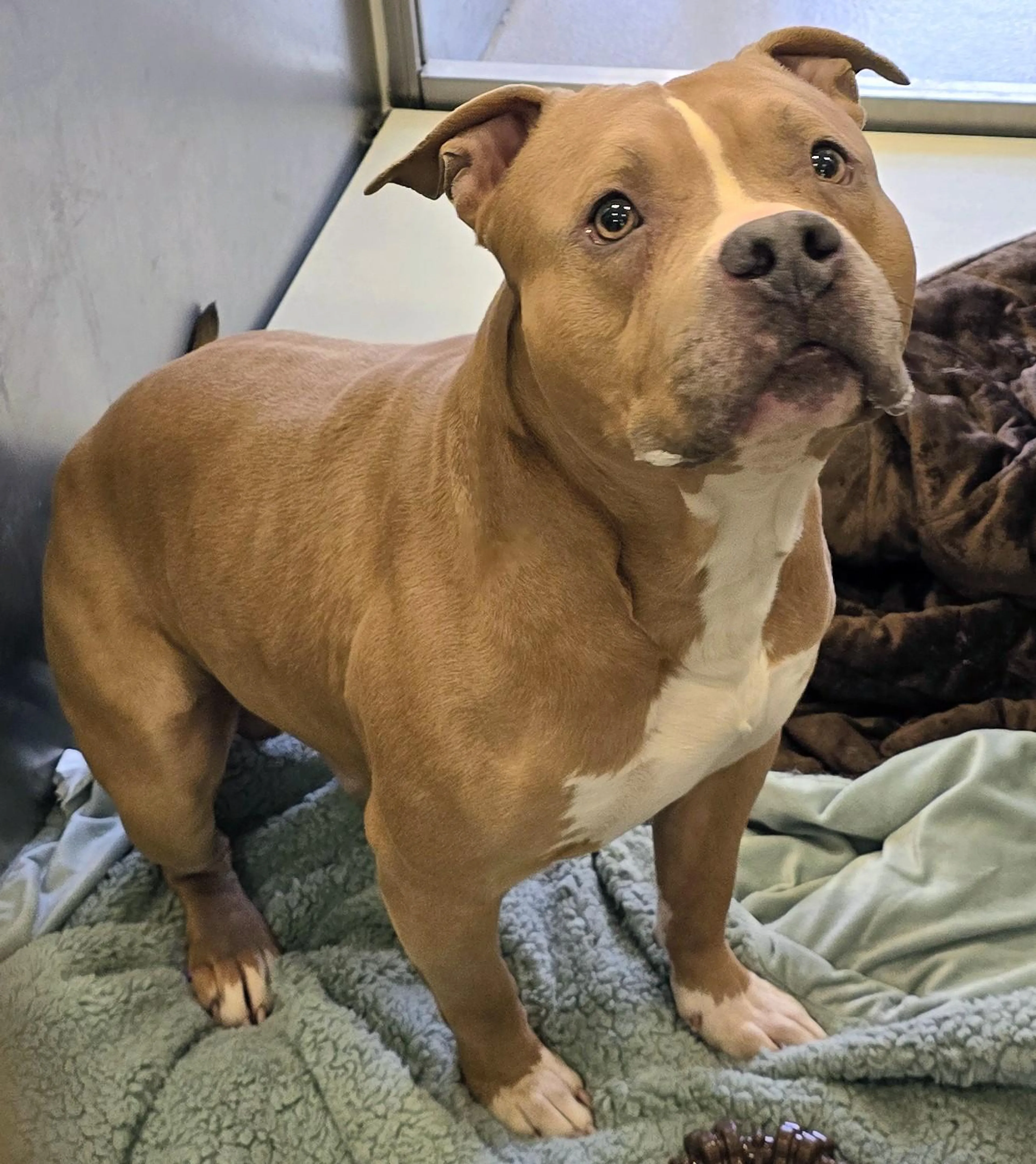 Found pet-4