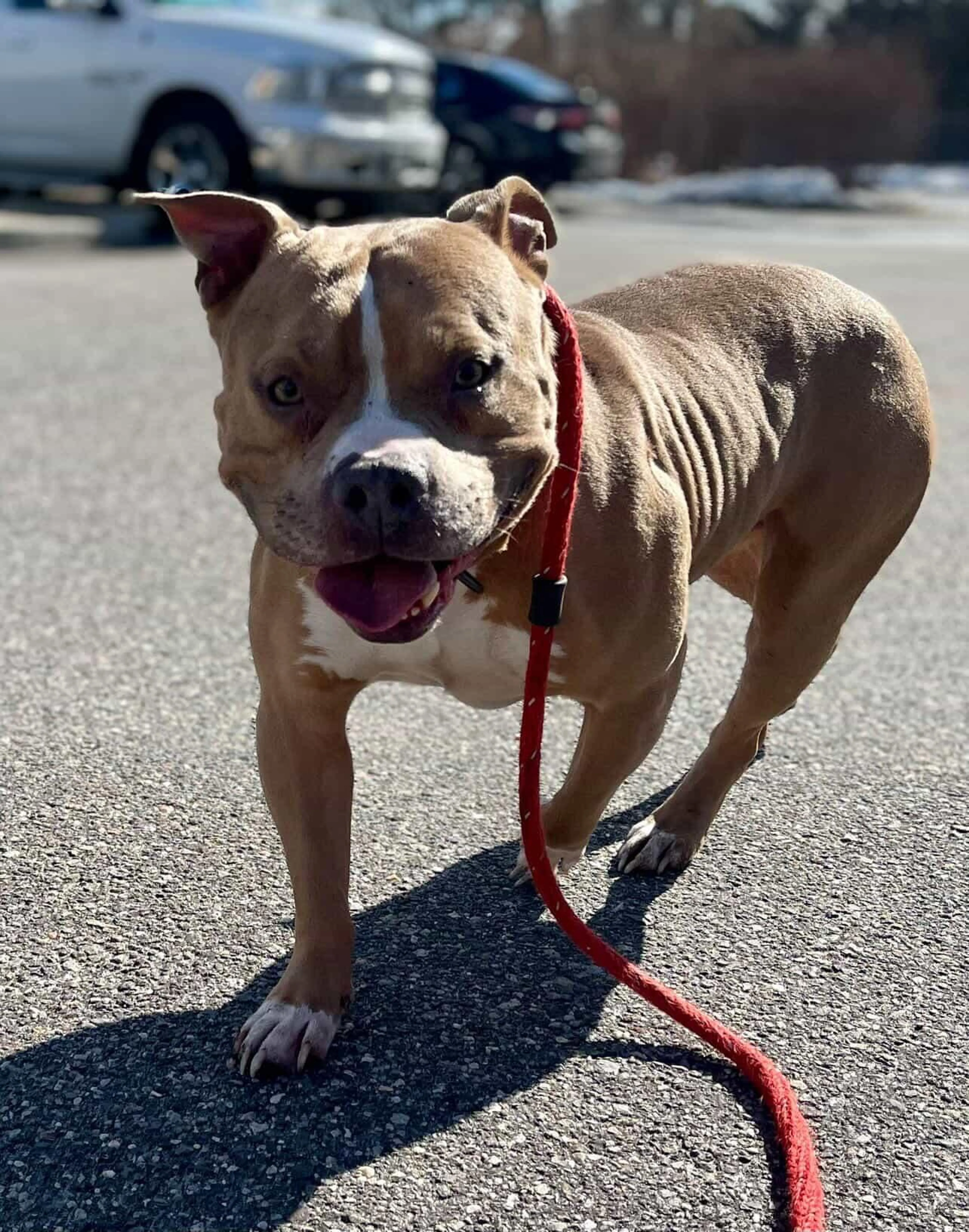 Found pet-2