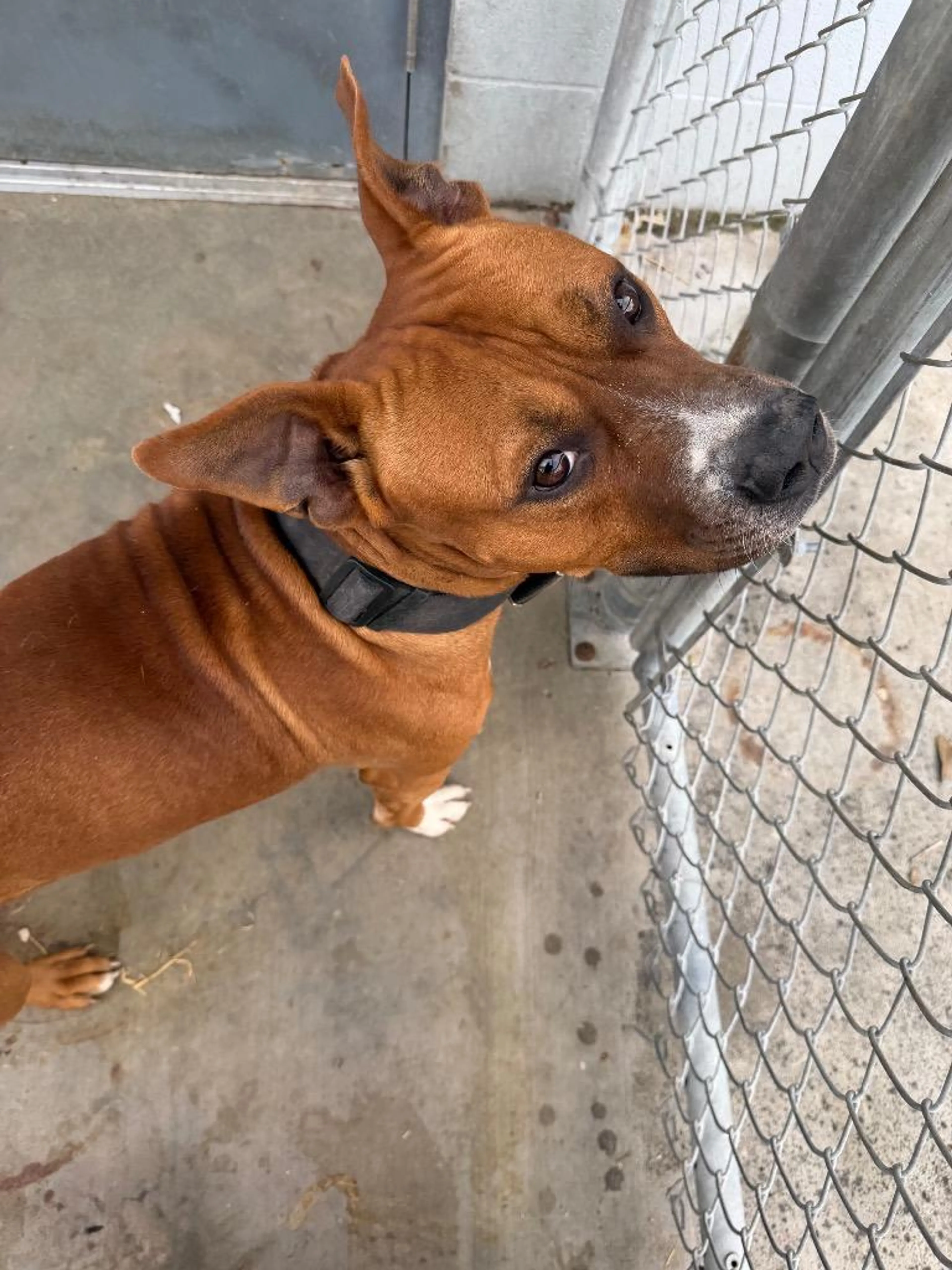 Found pet