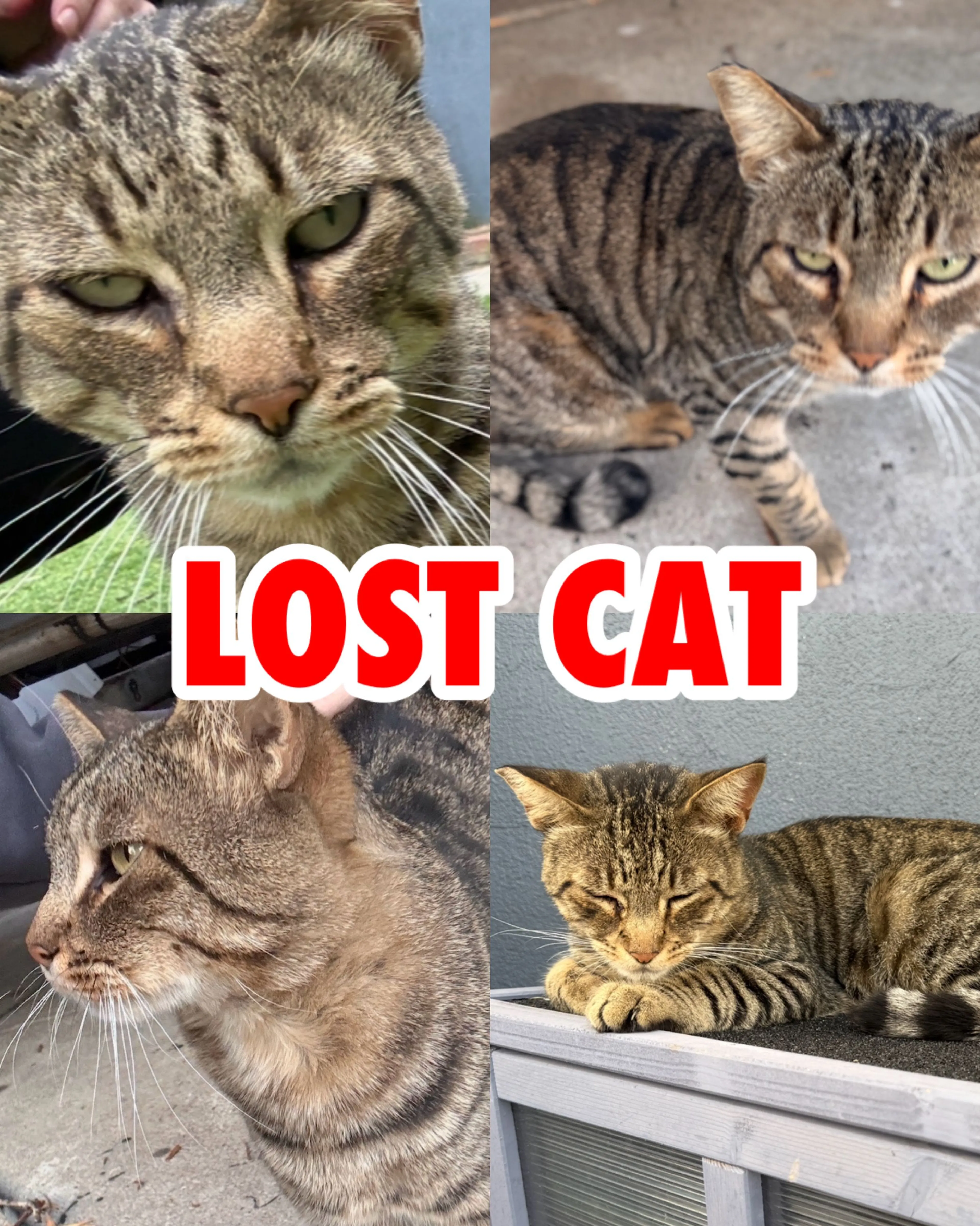 Lost pet