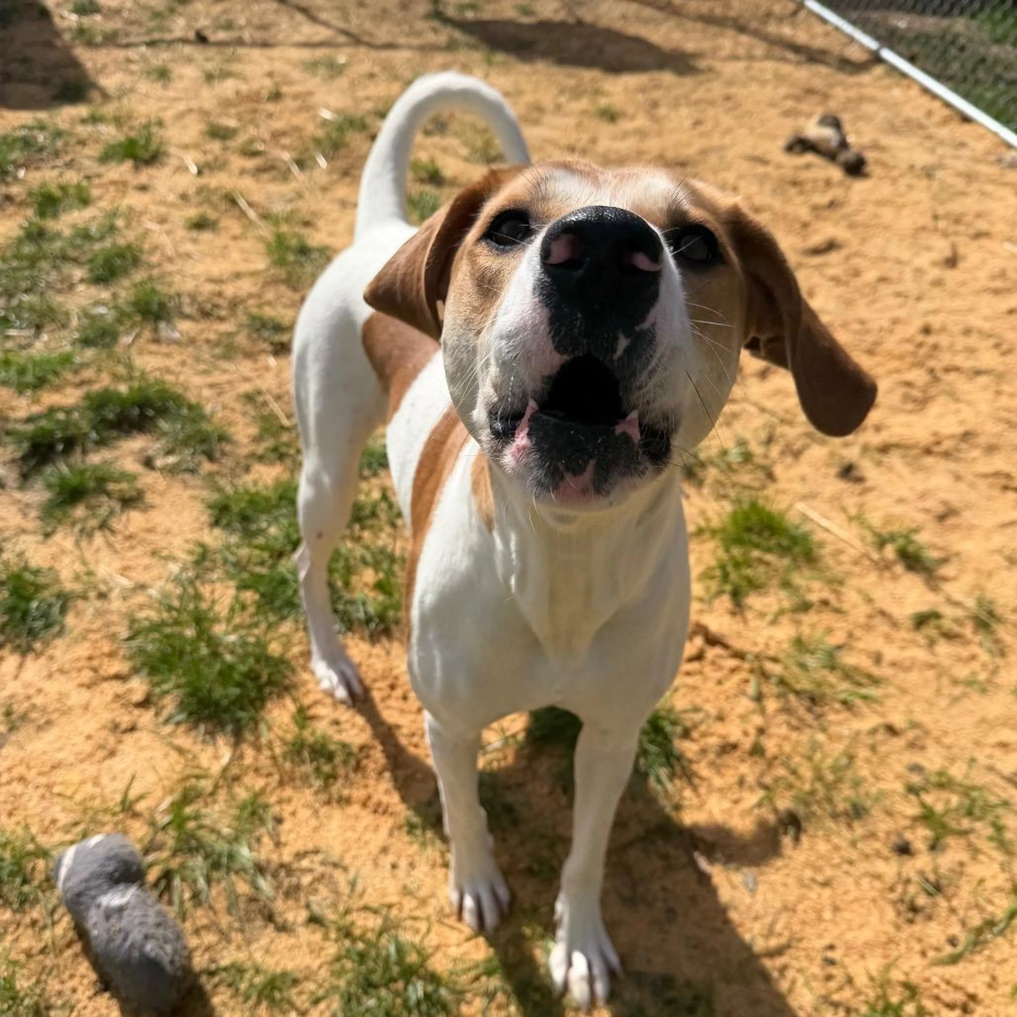 Found pet-1
