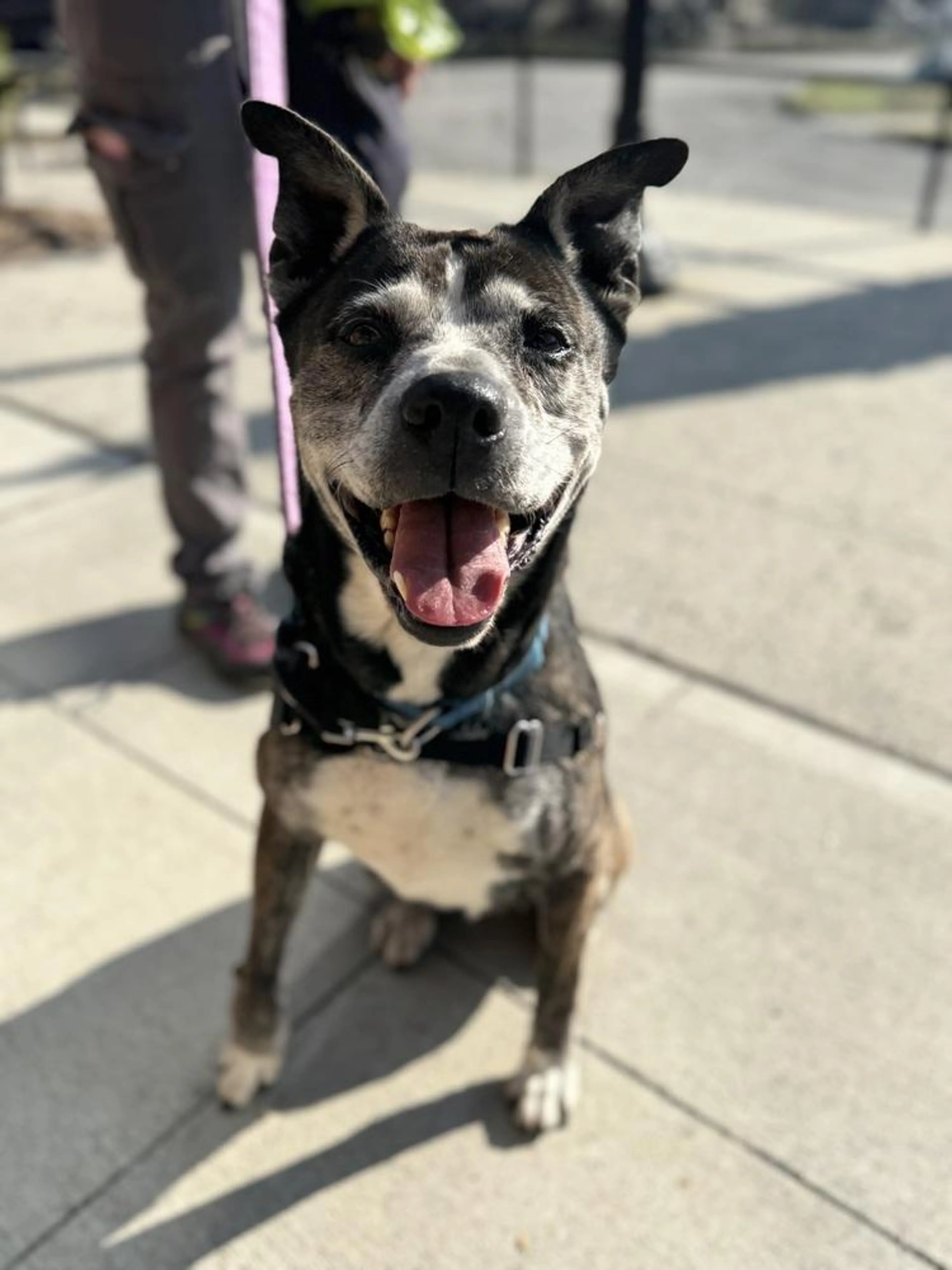 Found pet-1