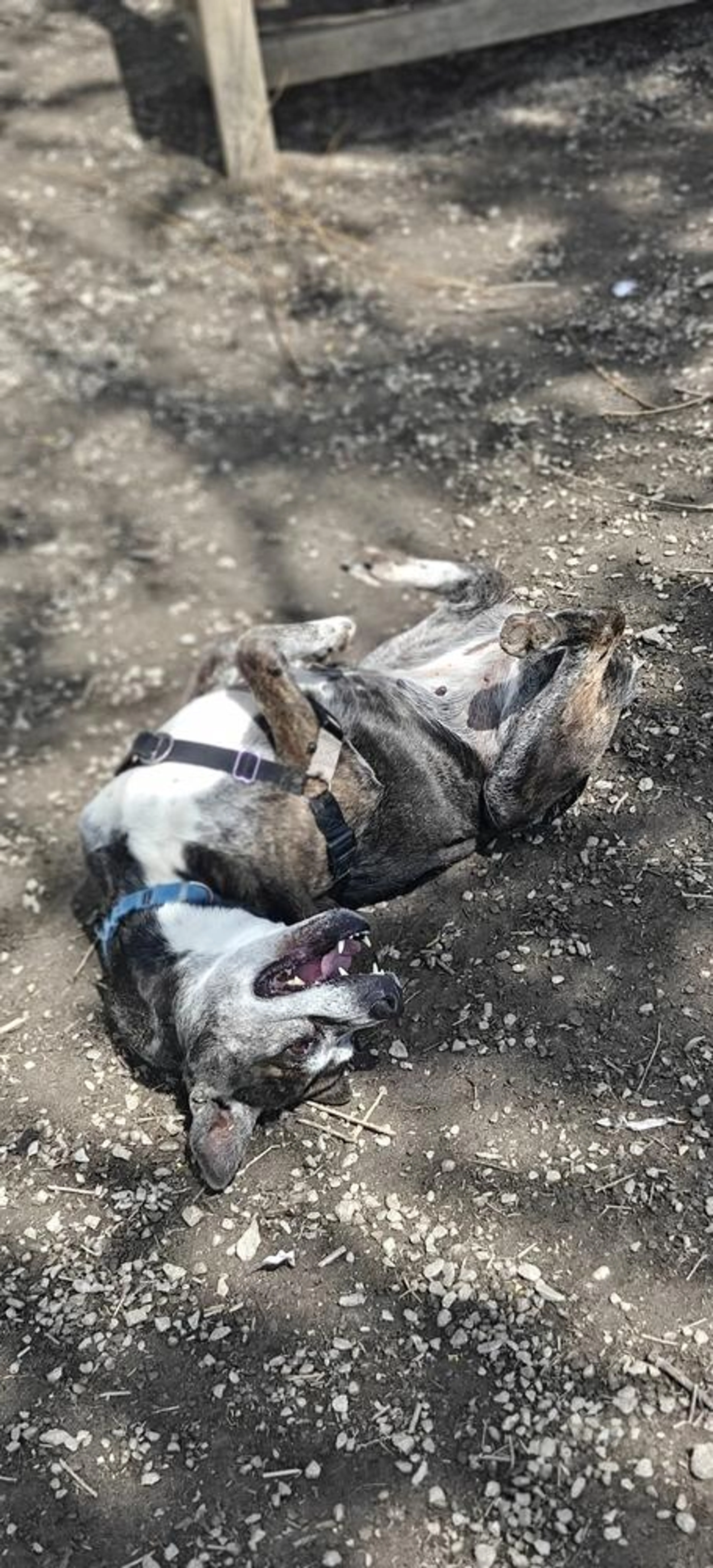 Found pet-3