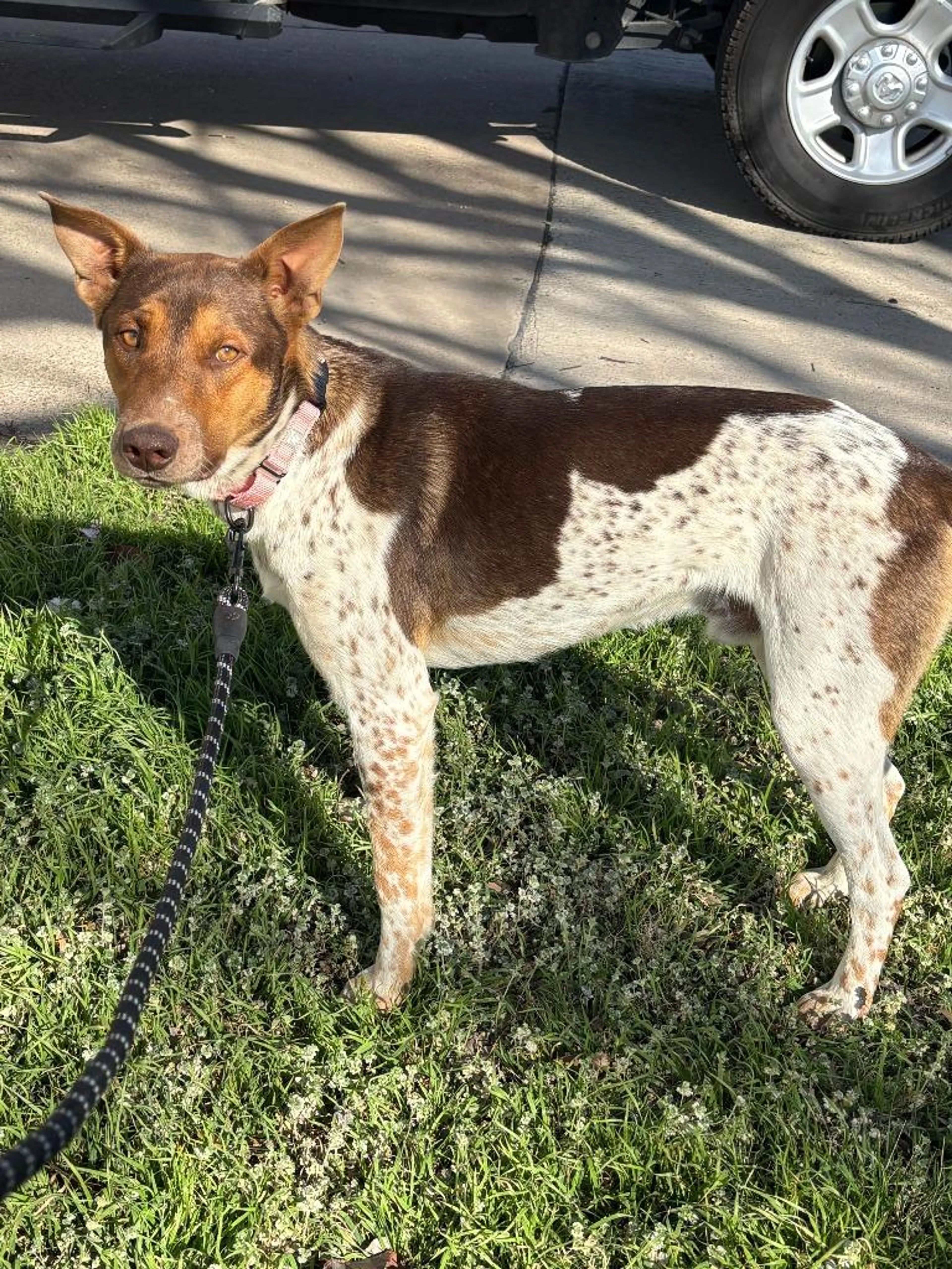 Found pet
