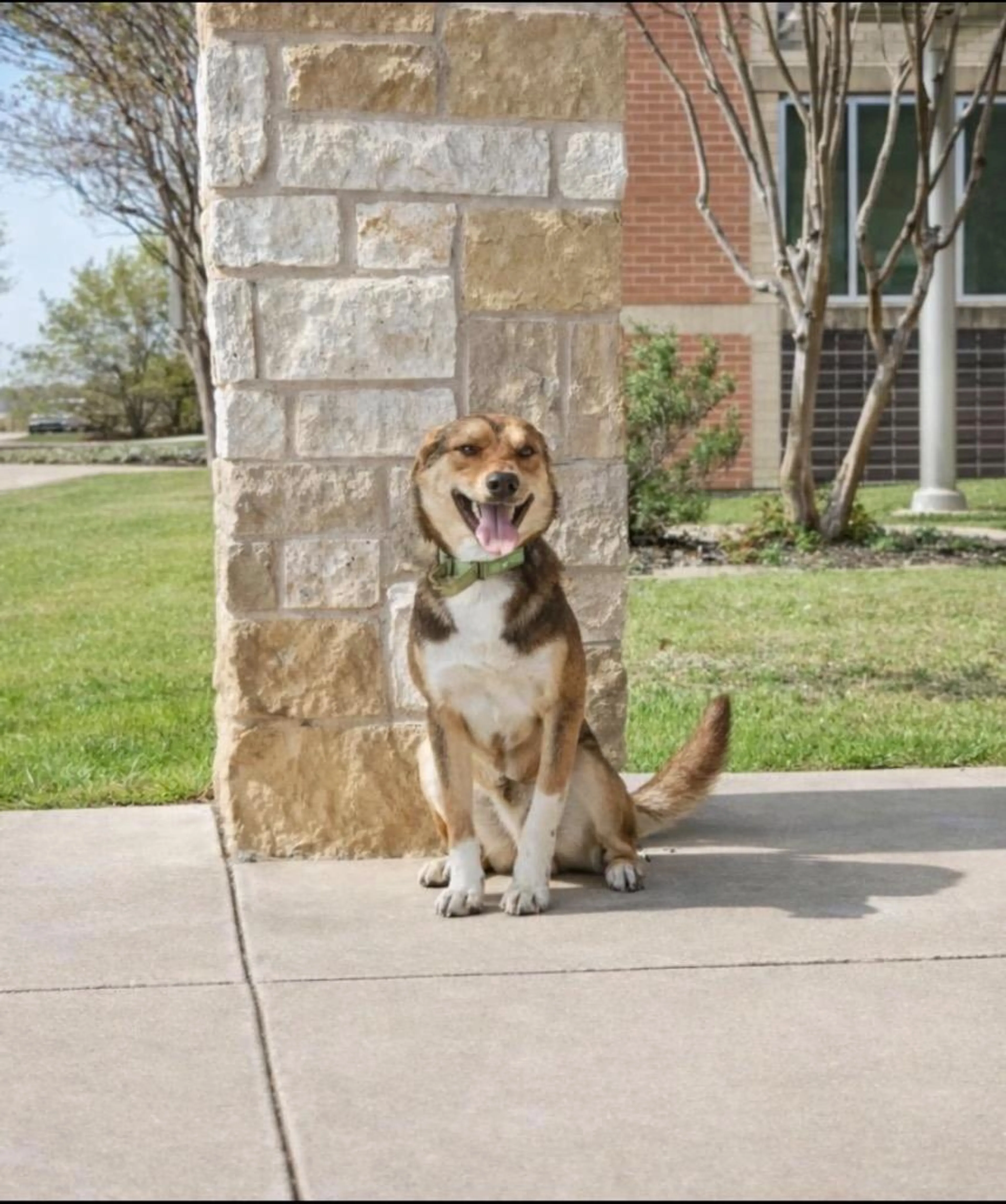 Found pet-1