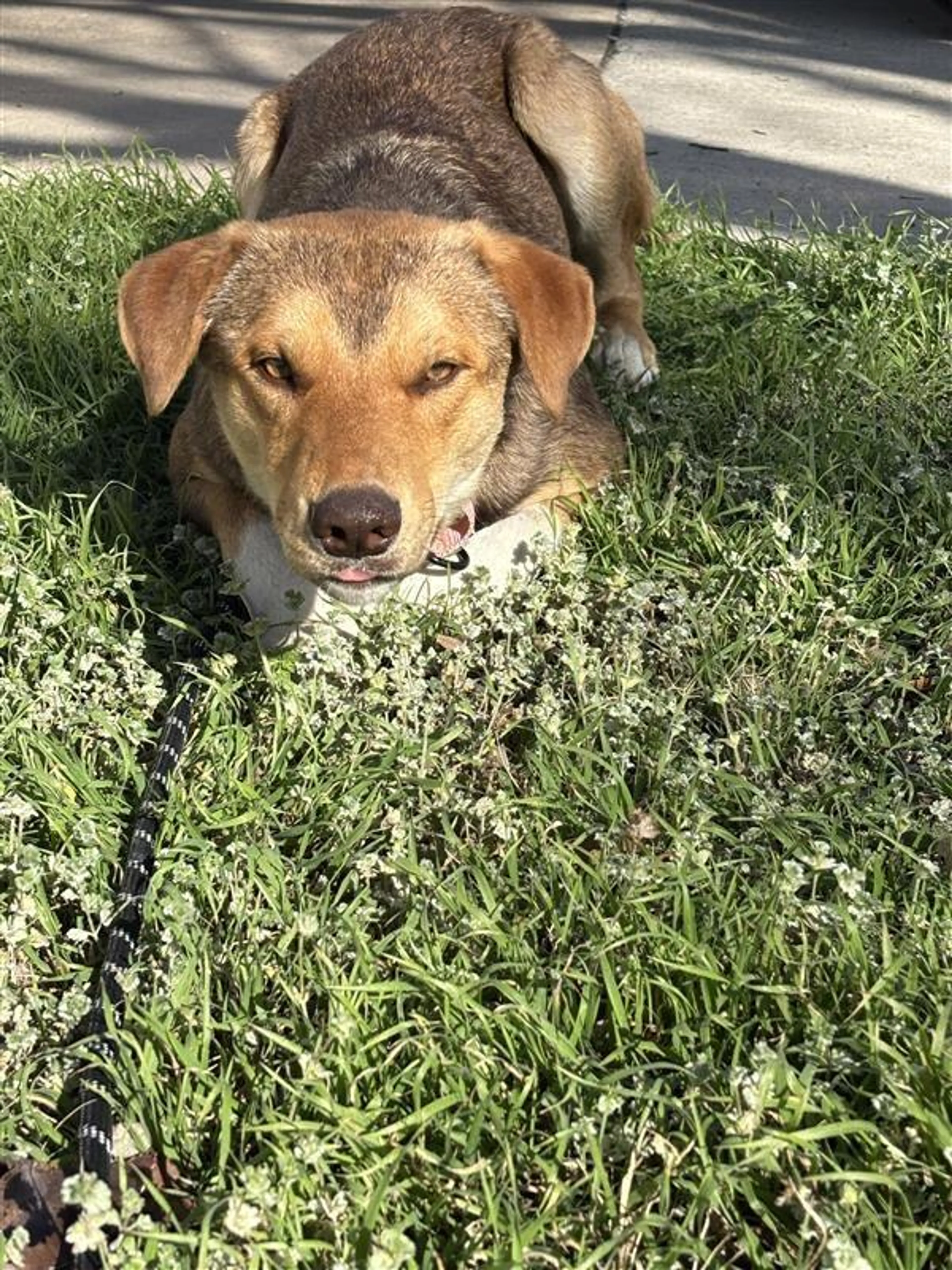 Found pet-0