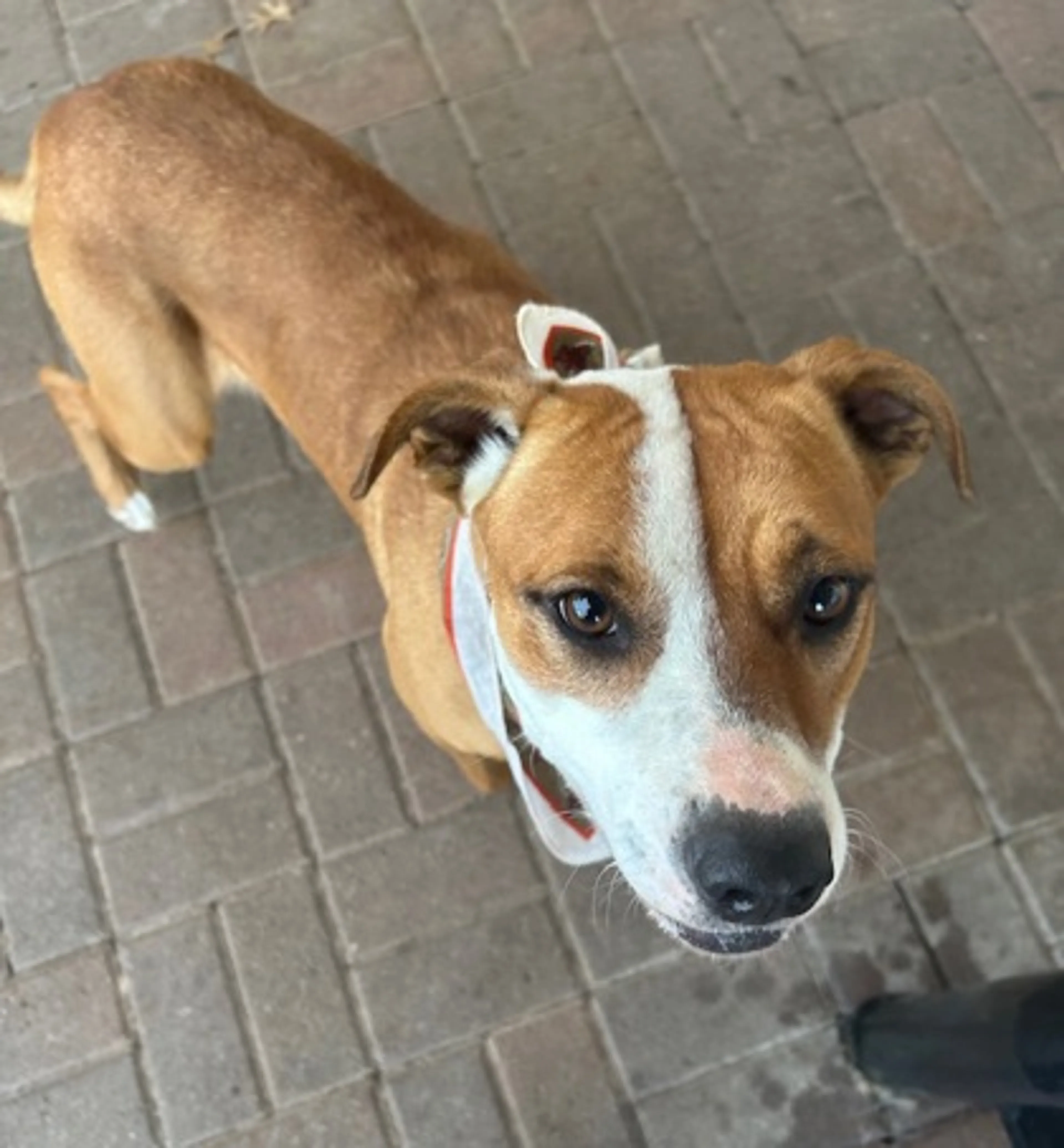 Found pet-1