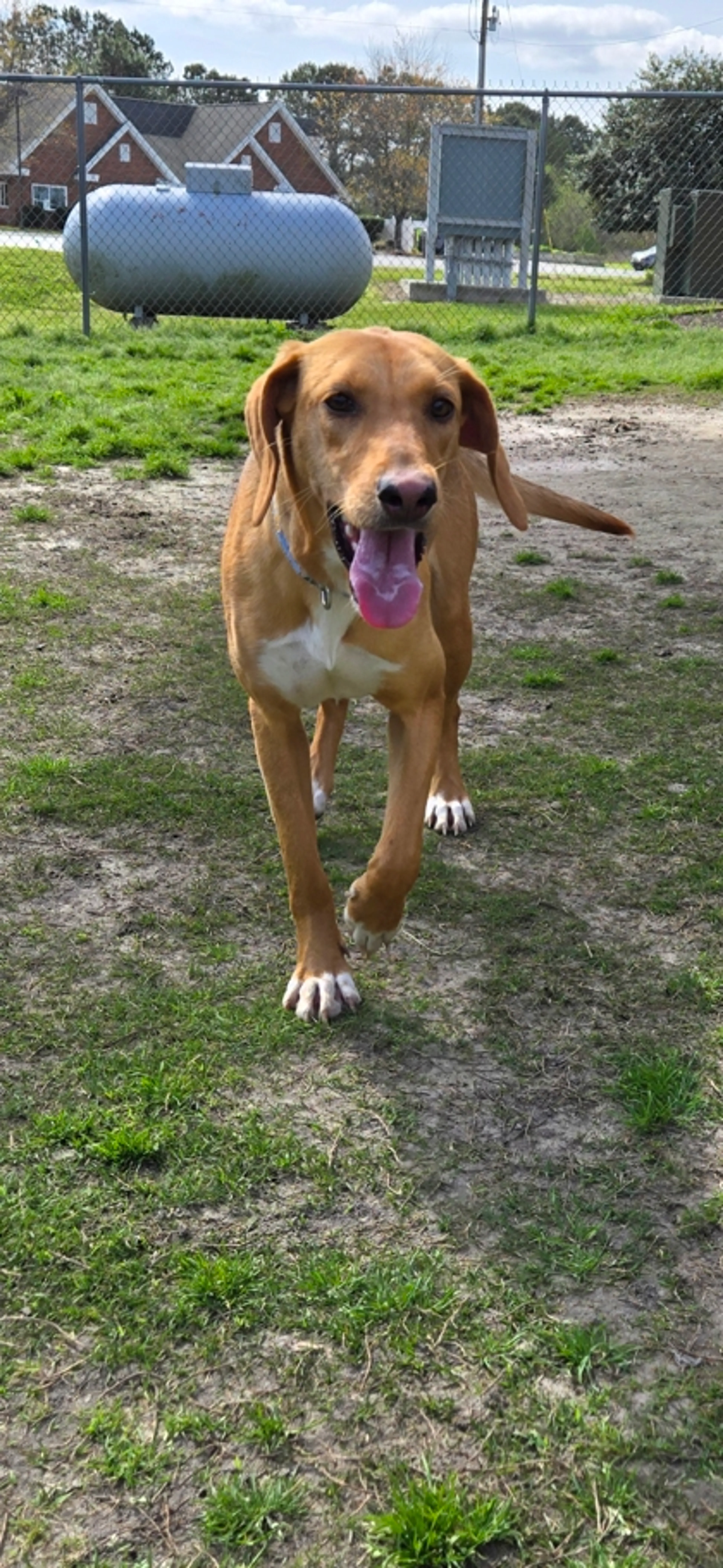 Found pet-2
