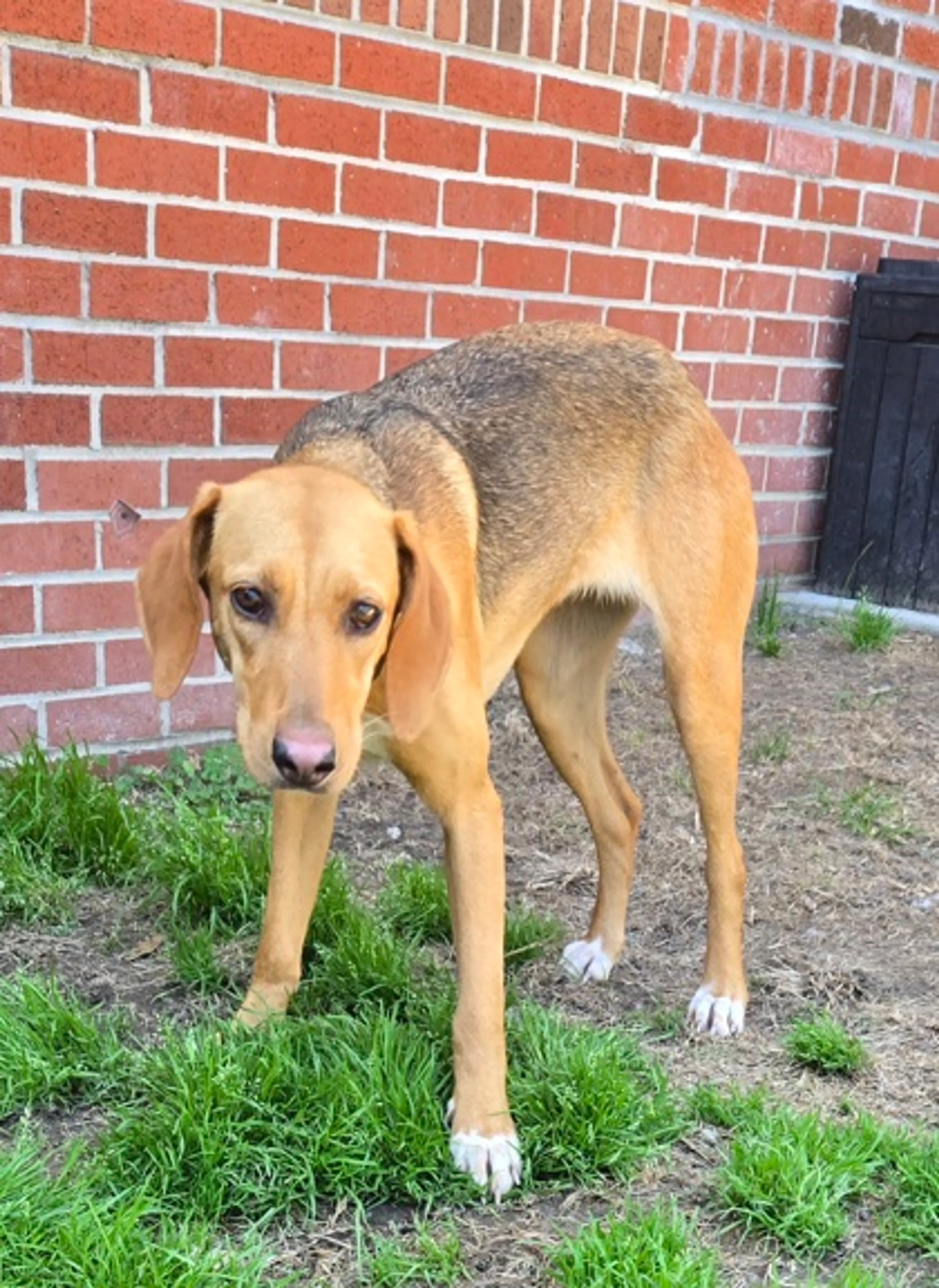 Found pet-1