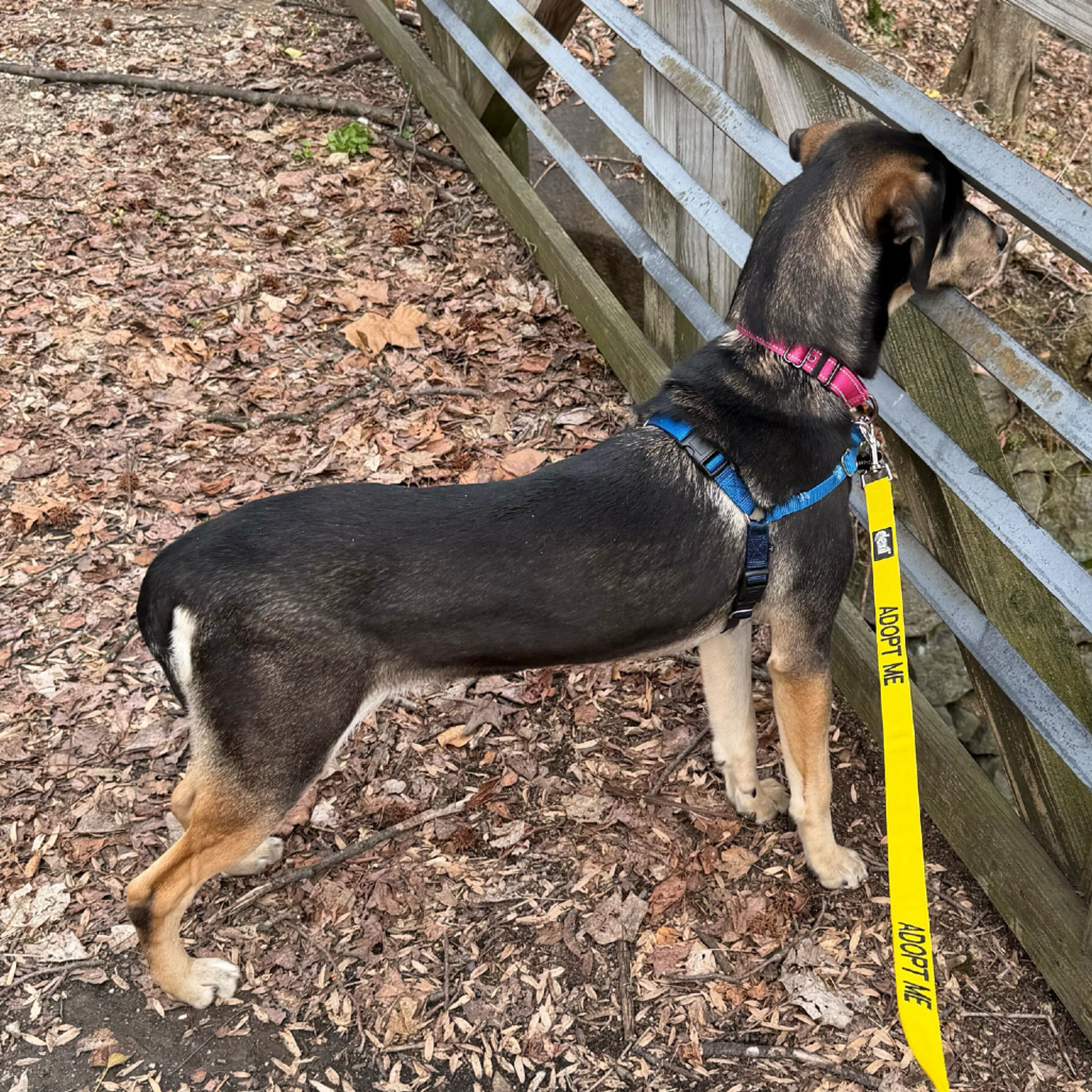 Found pet-5