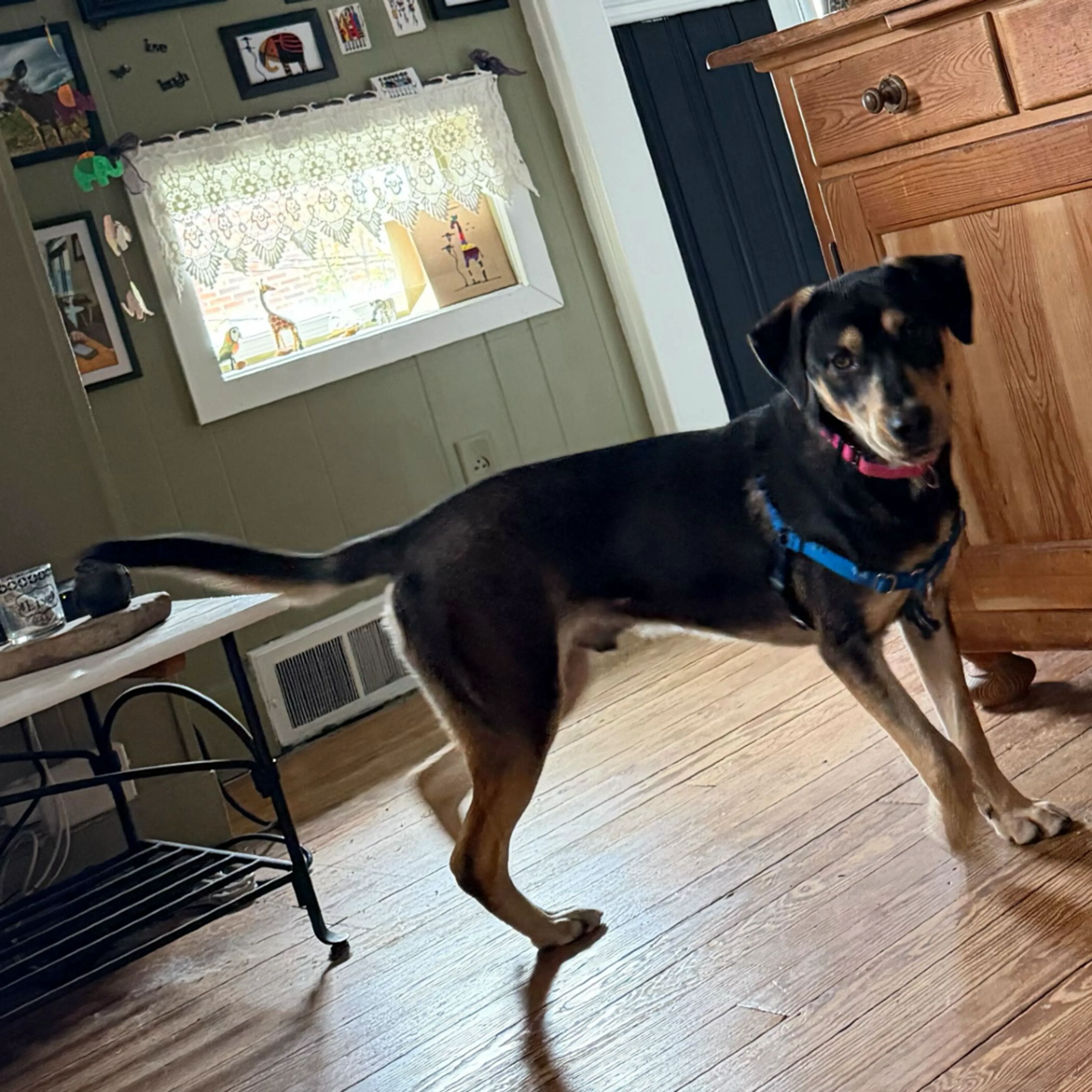 Found pet-7