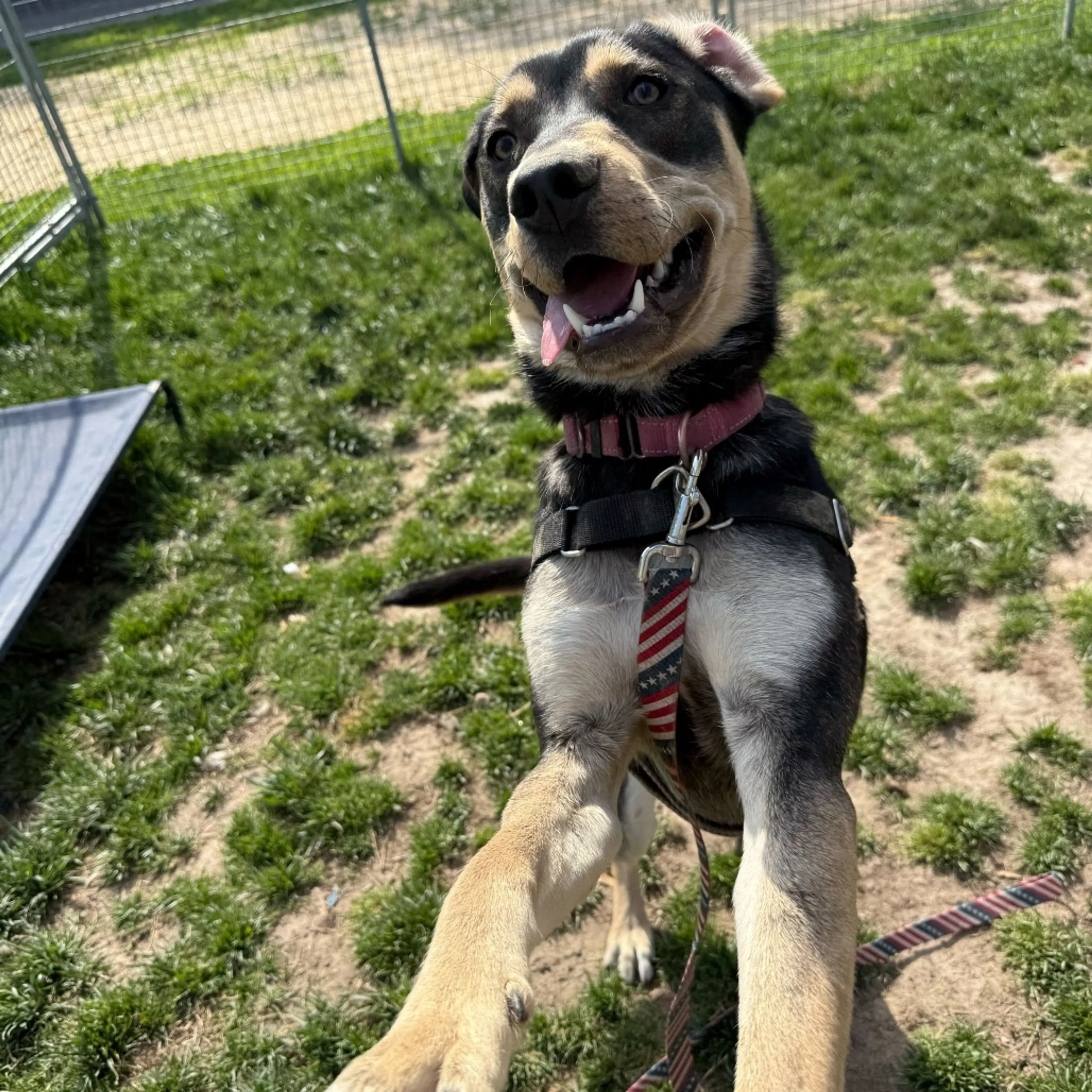 Found pet-11