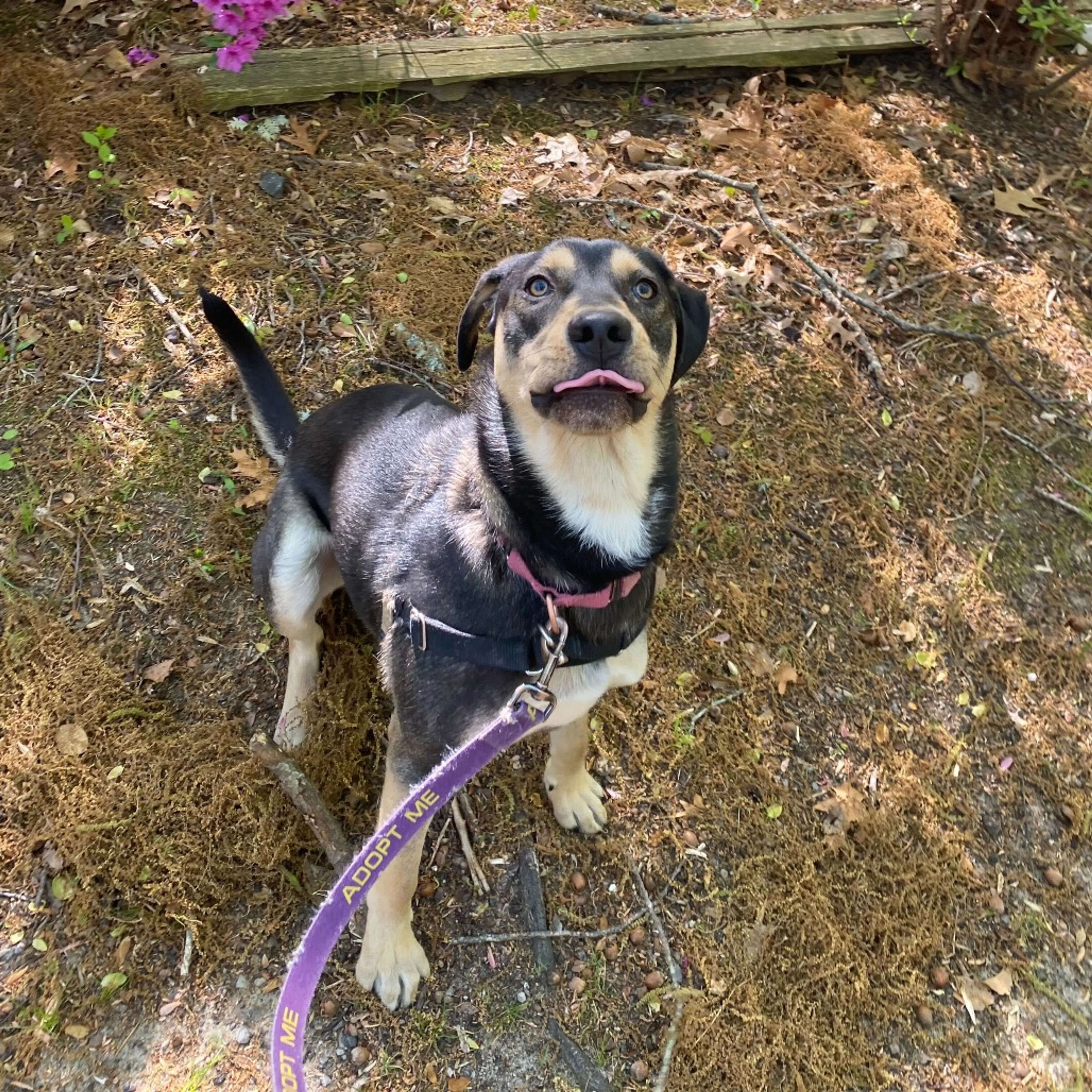 Found pet-9