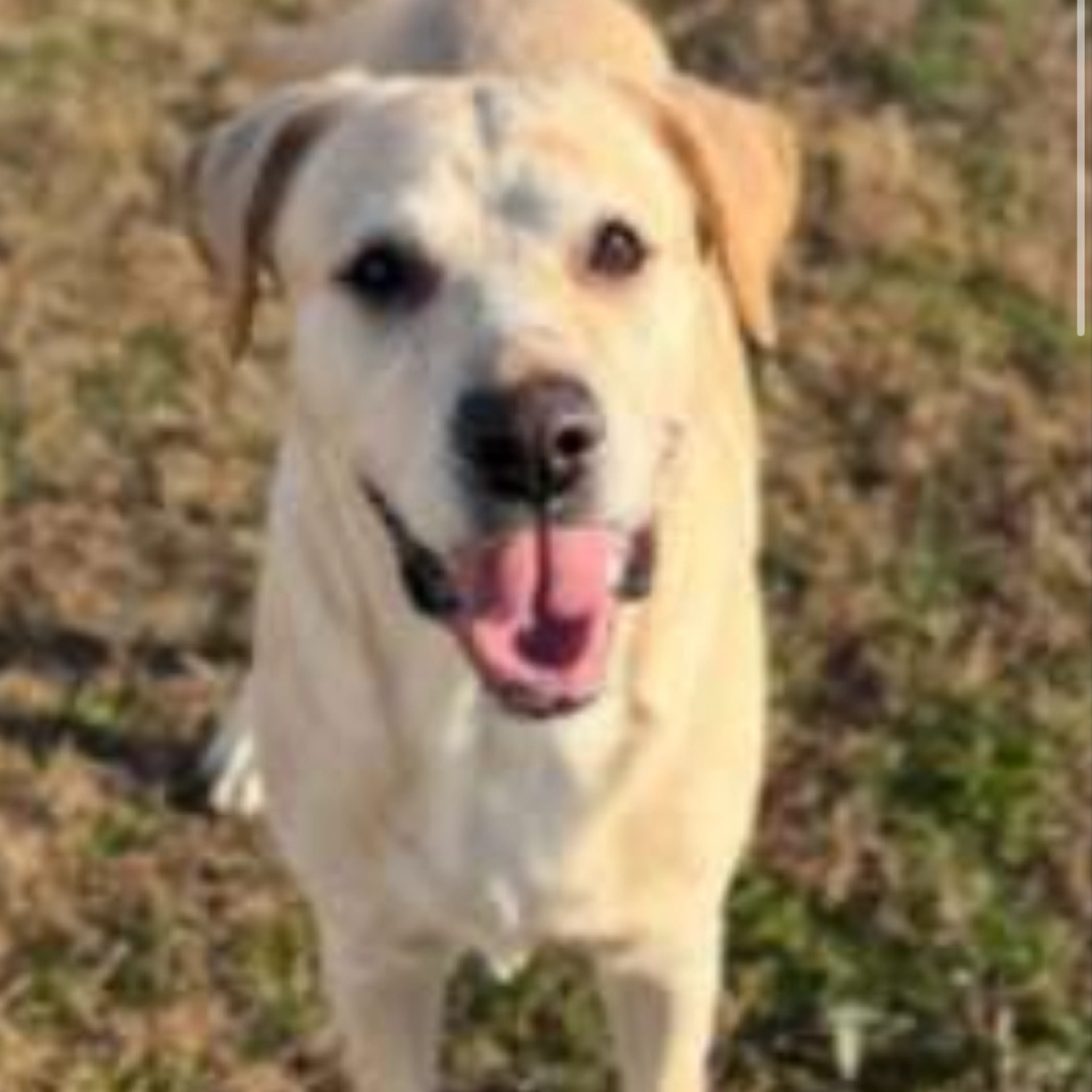 Found pet-1