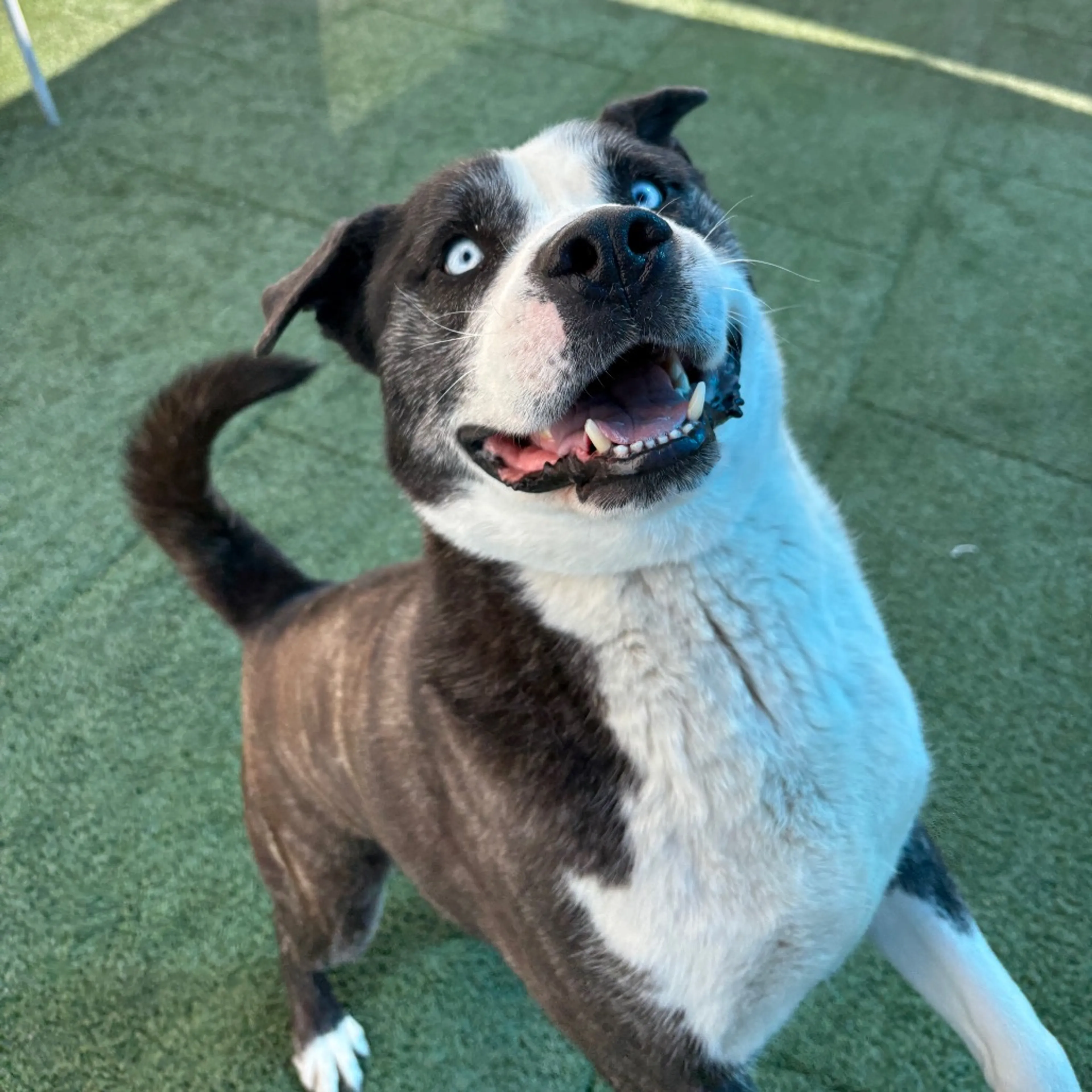 Found pet-2