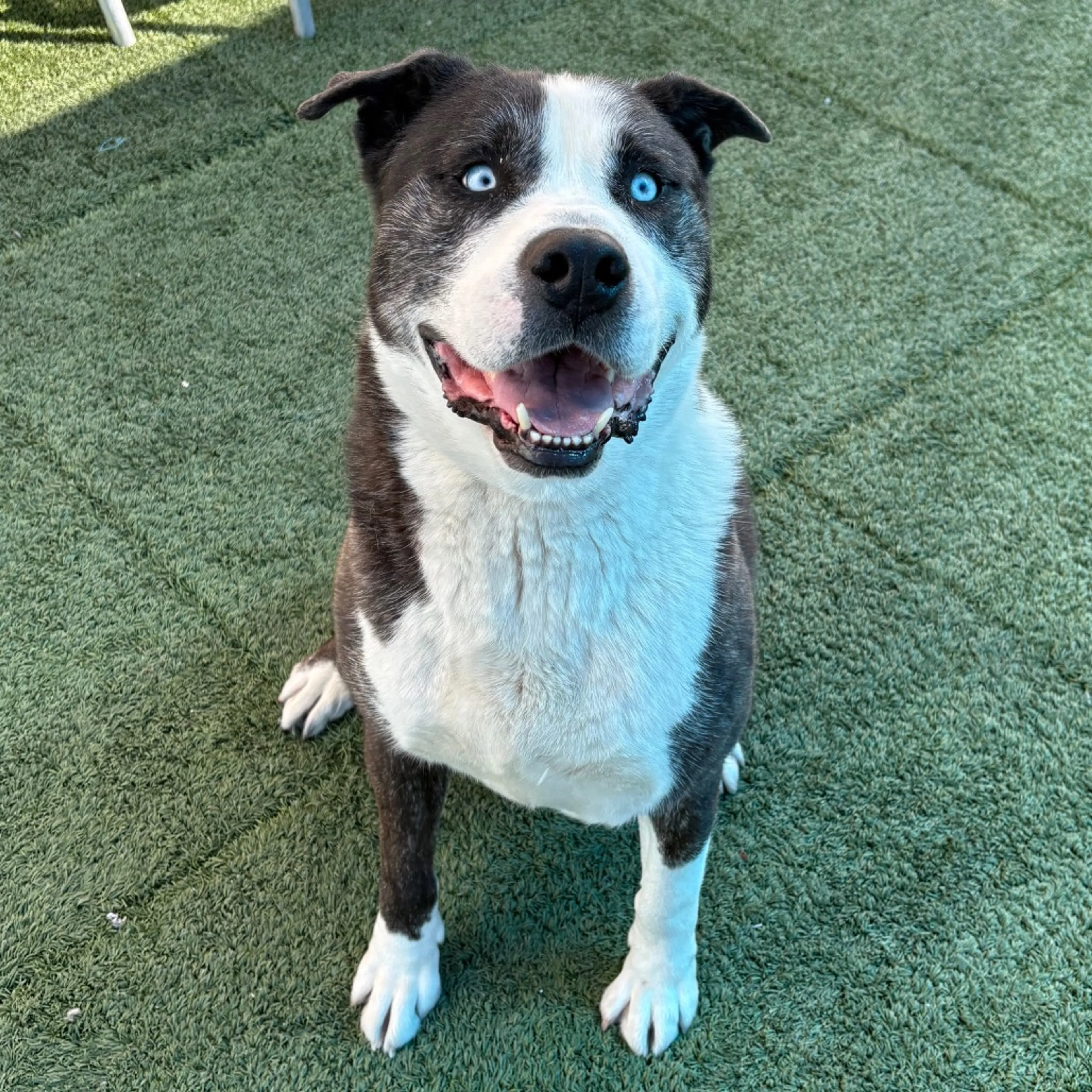 Found pet-3