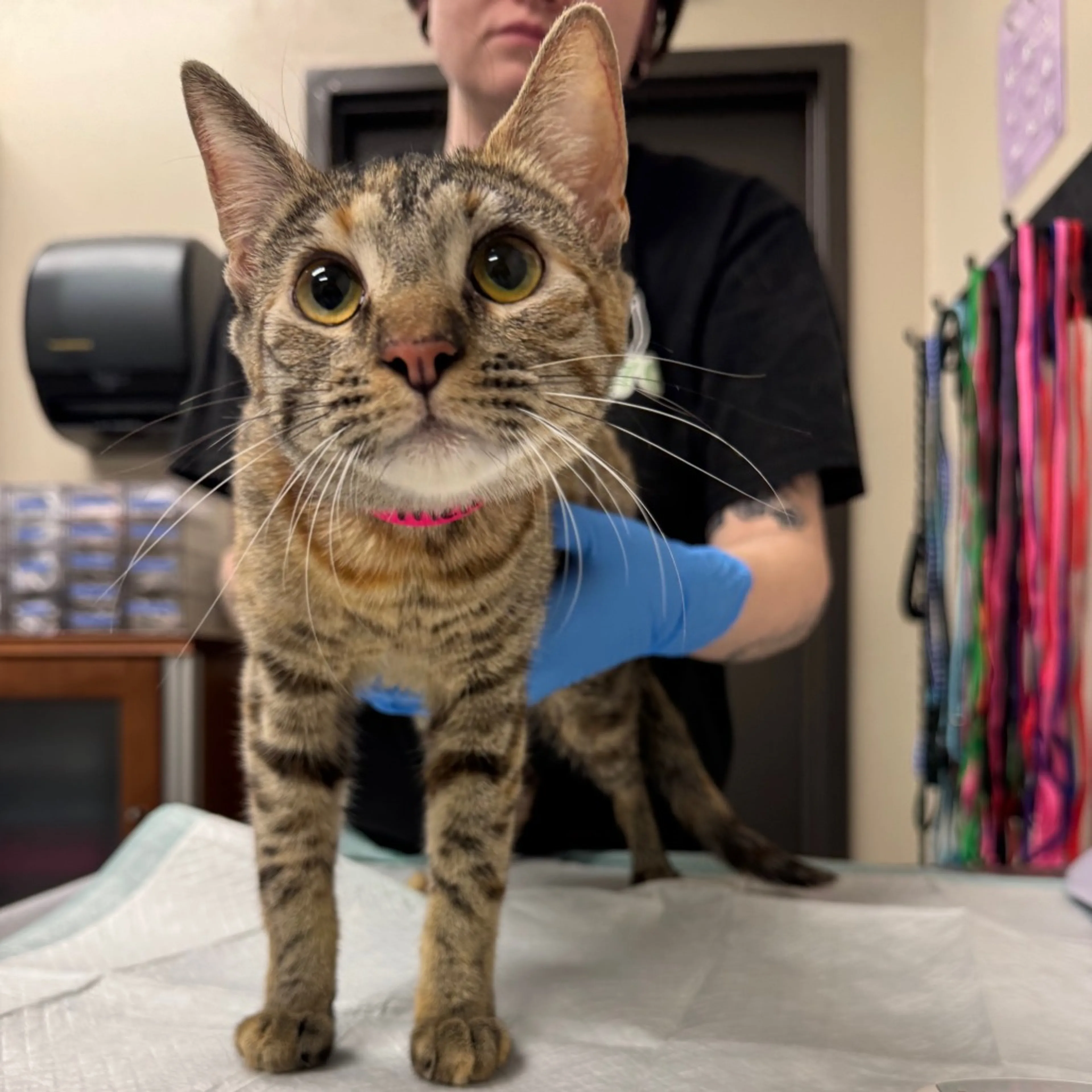 Found pet
