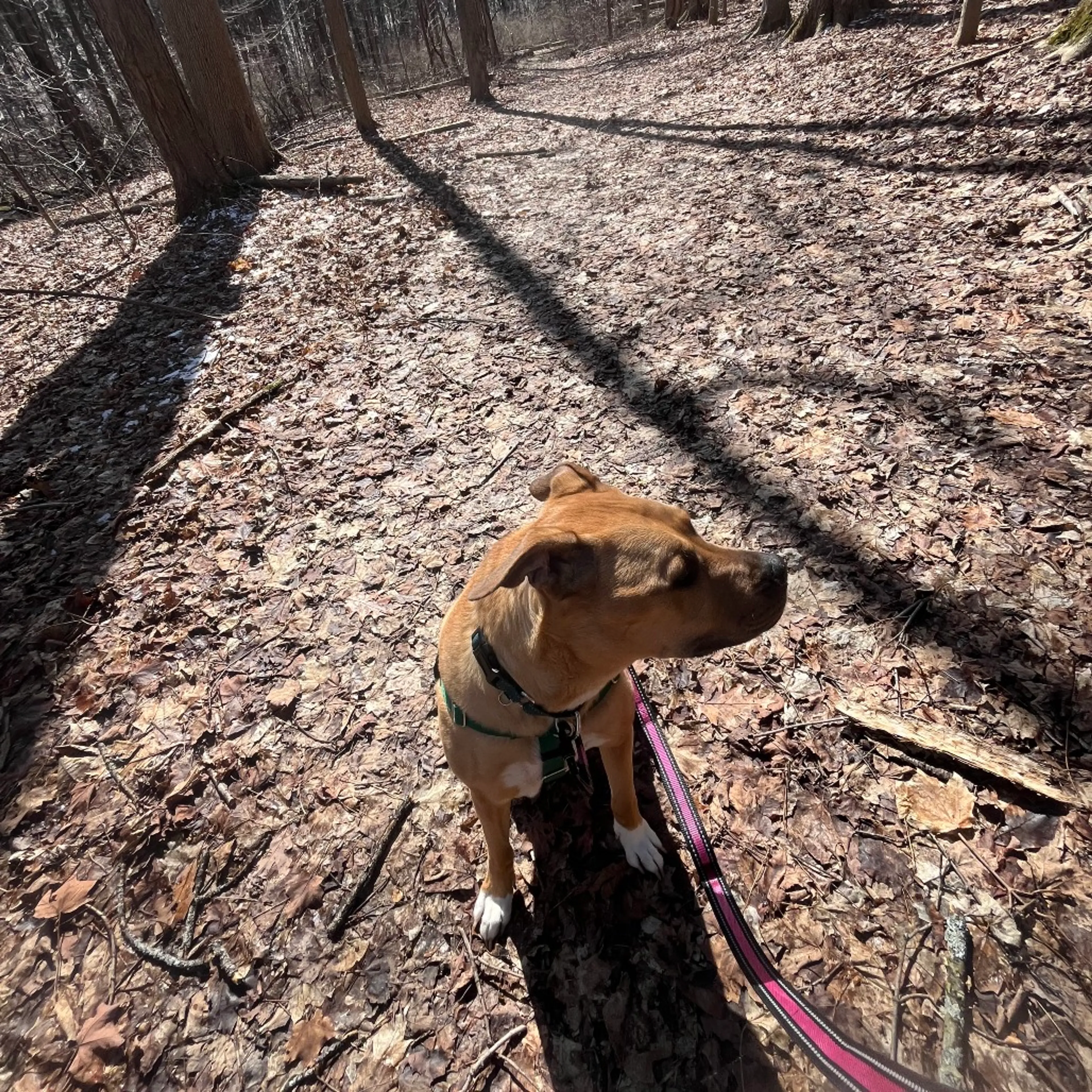 Found pet-16
