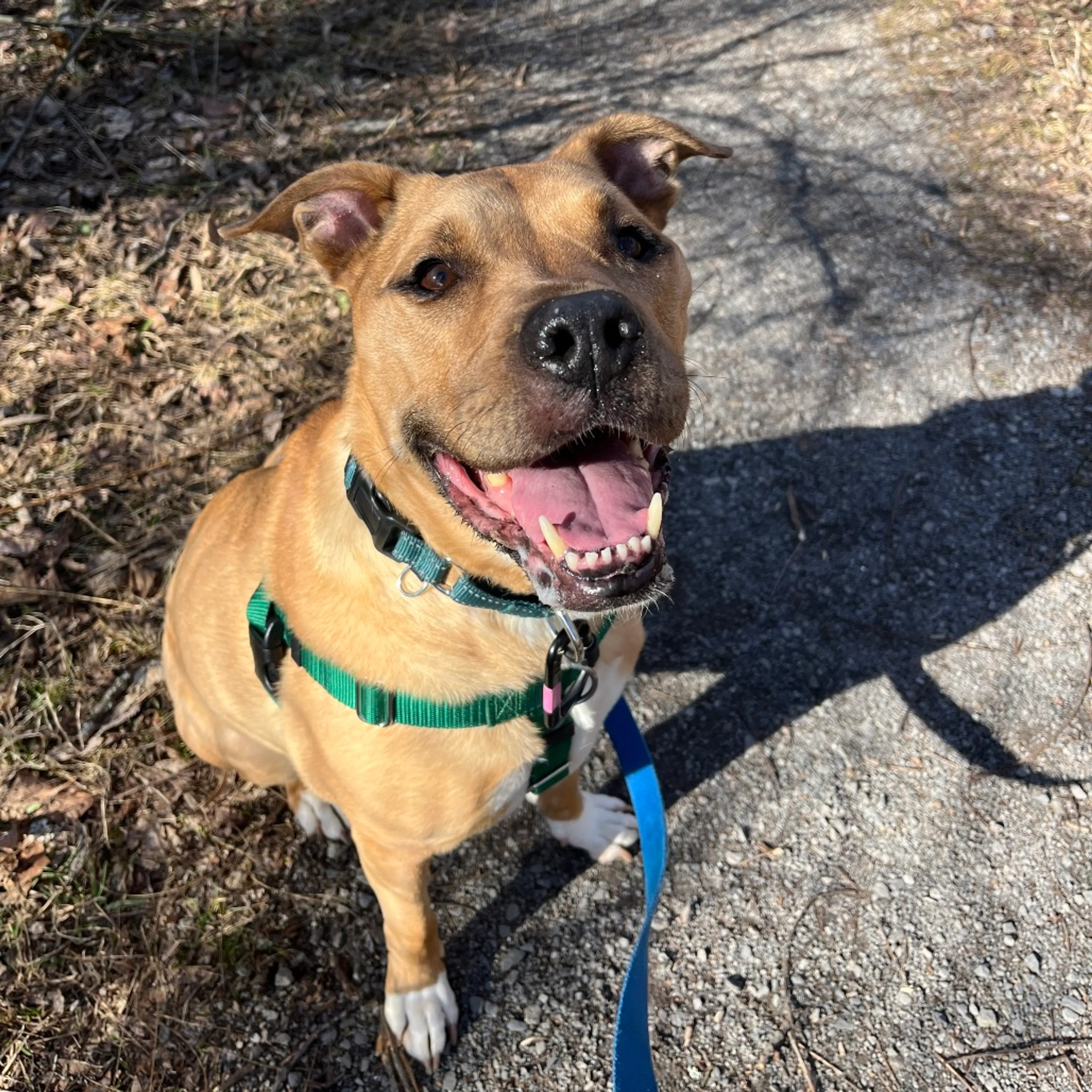 Found pet-6