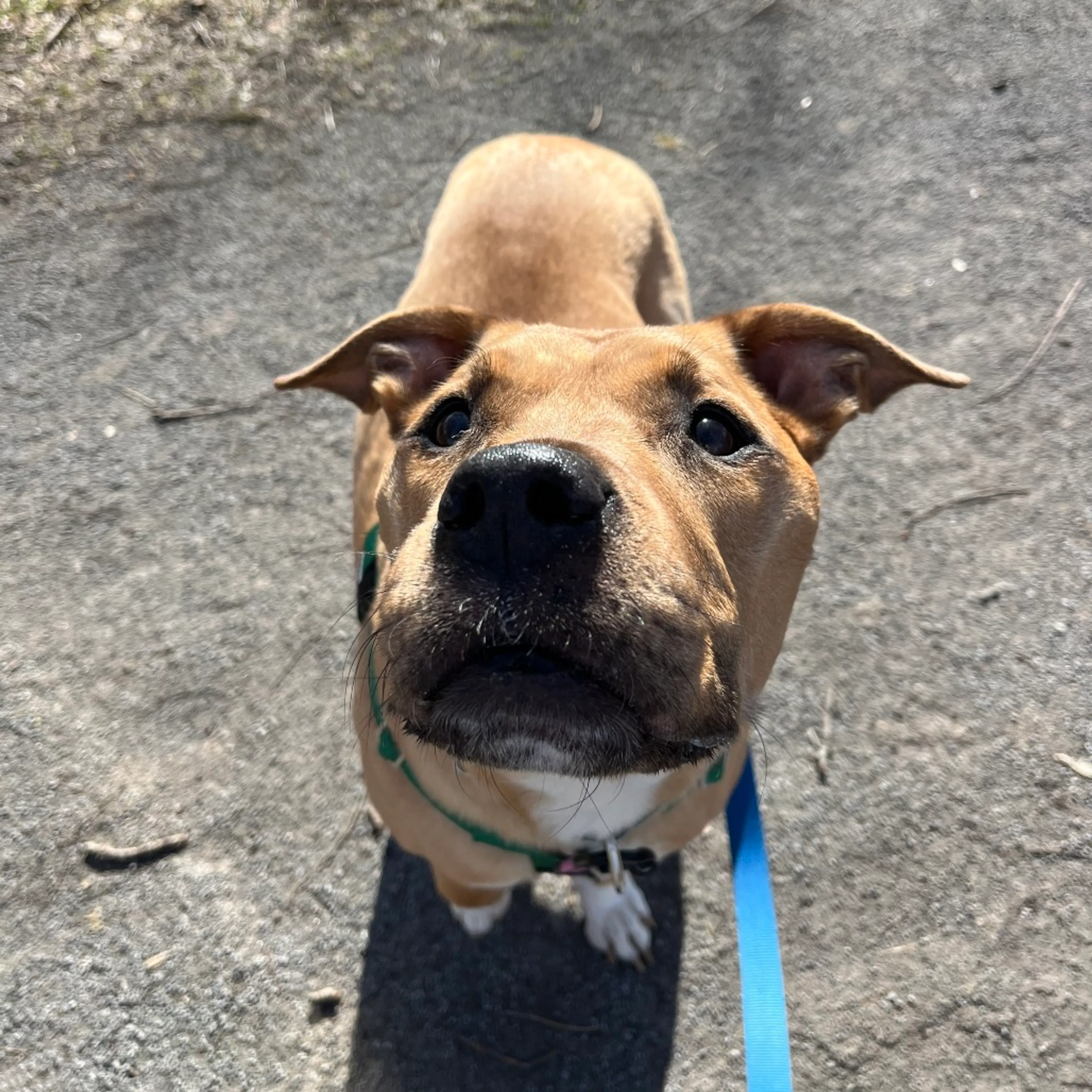 Found pet-13