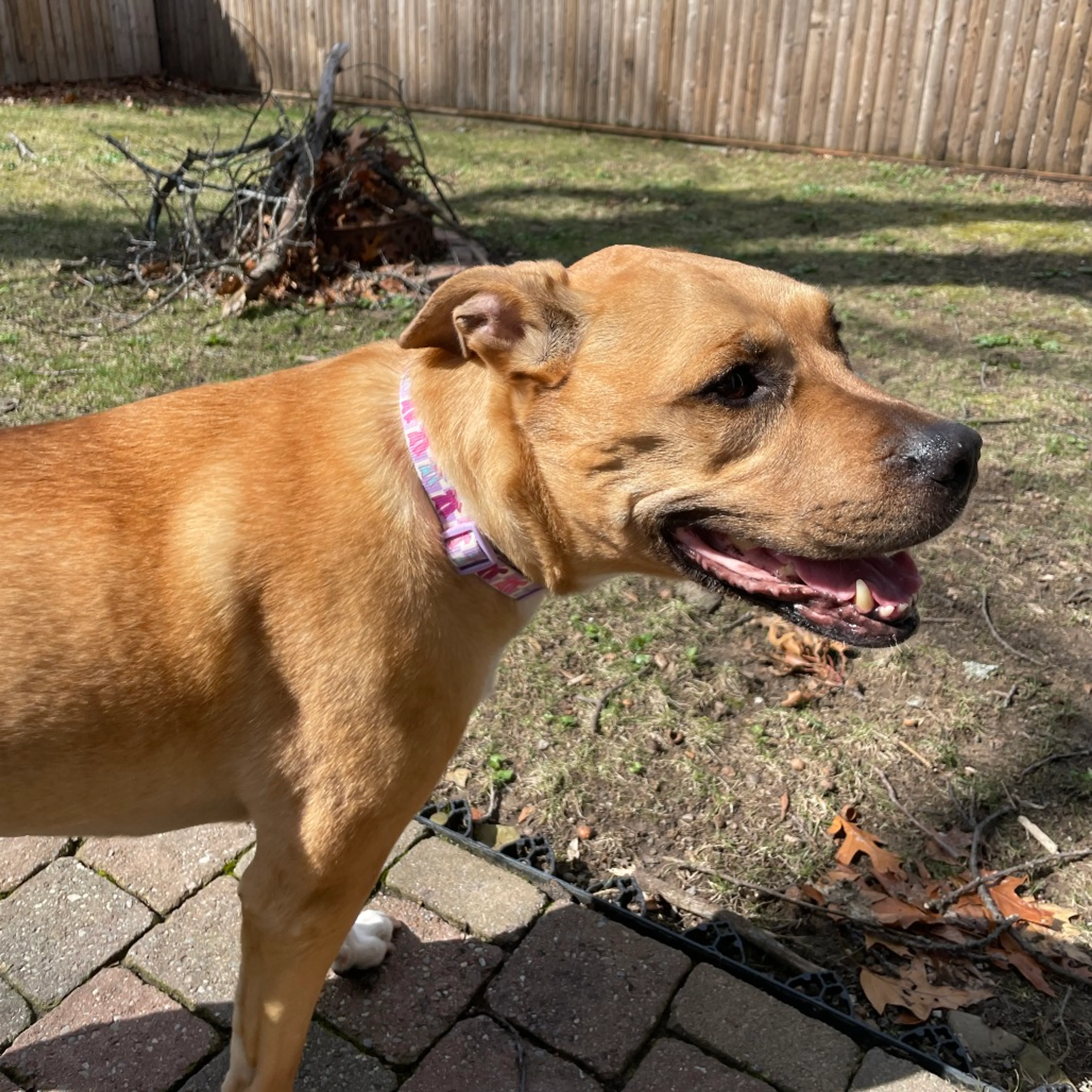 Found pet-20