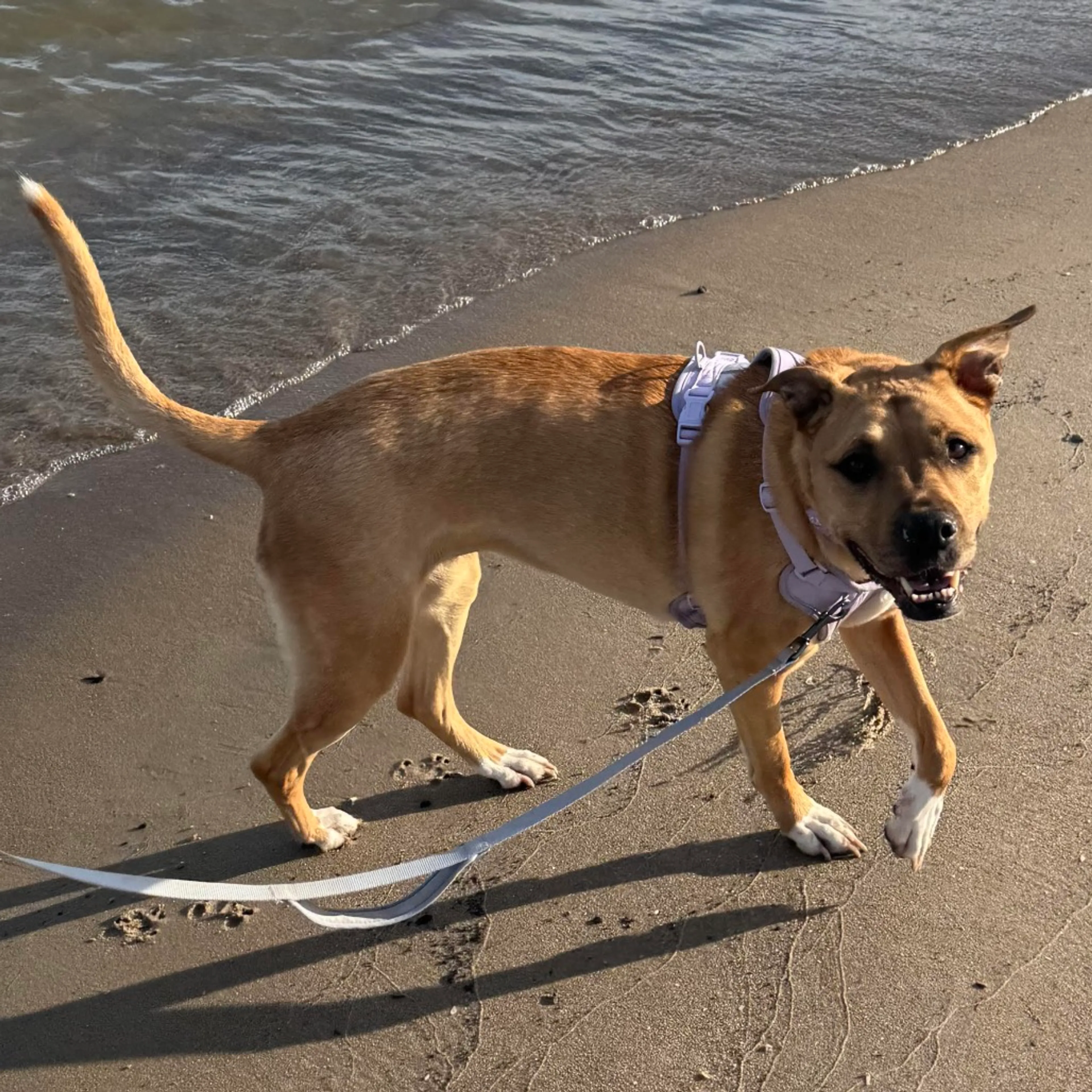 Found pet-18