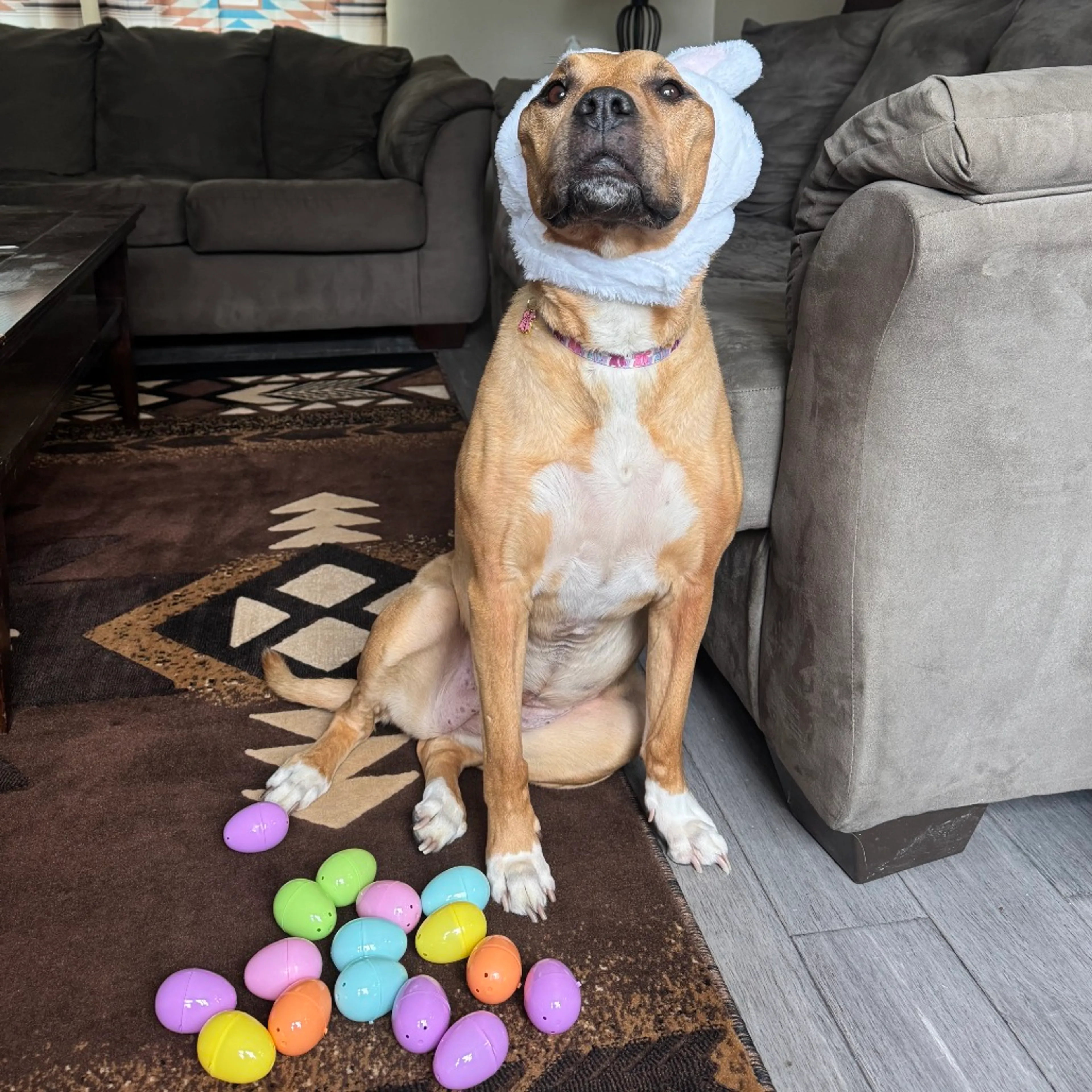 Found pet-24