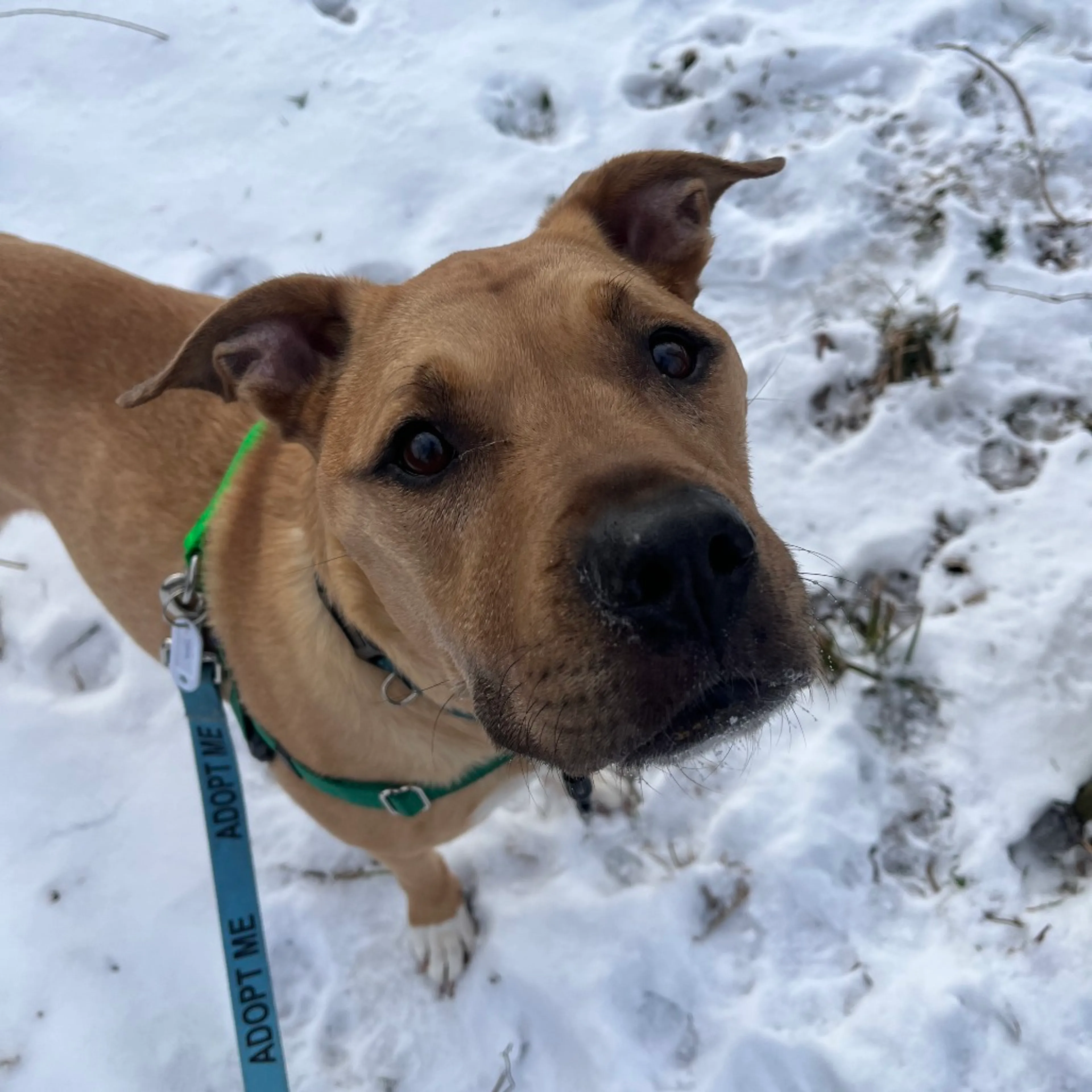 Found pet-14