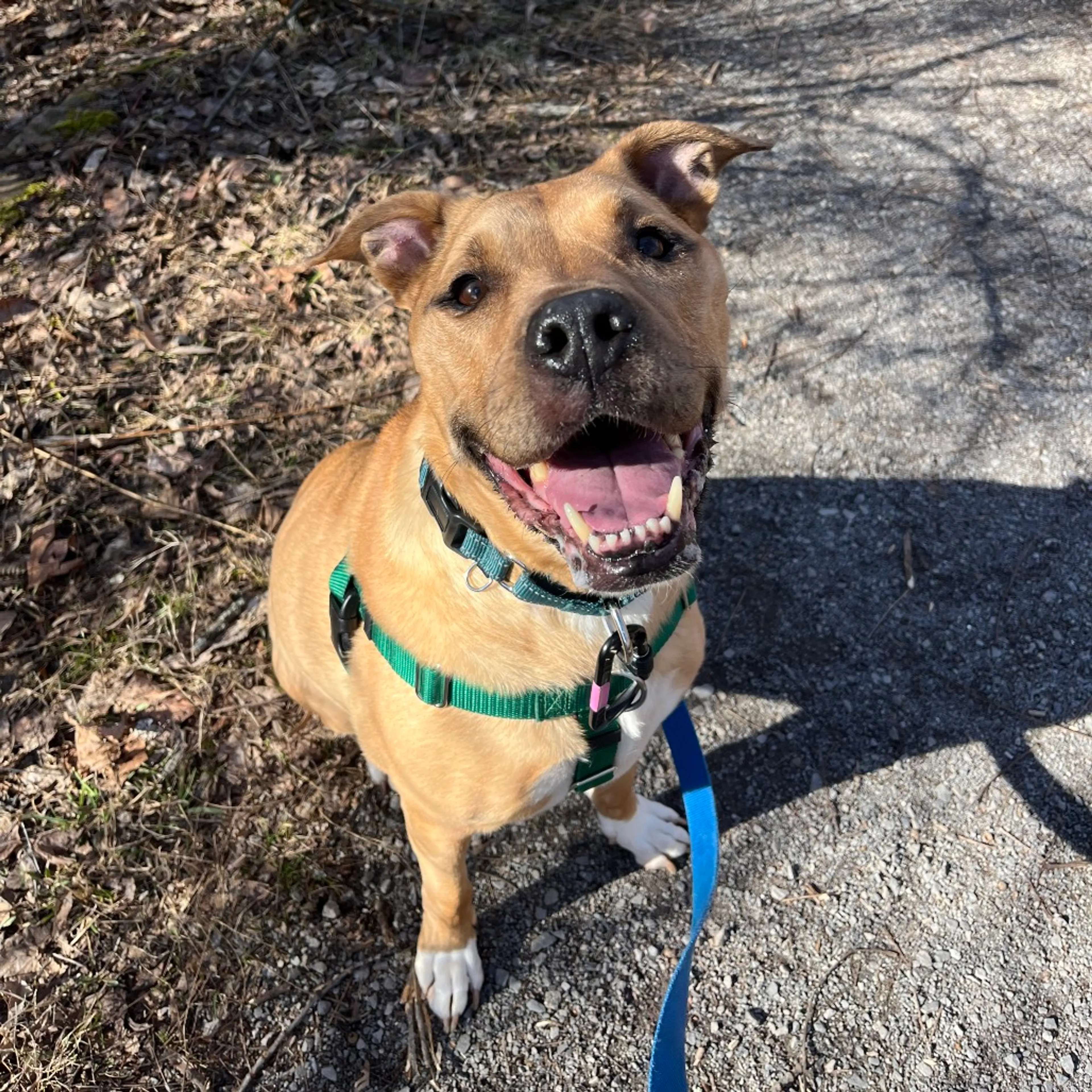 Found pet-8